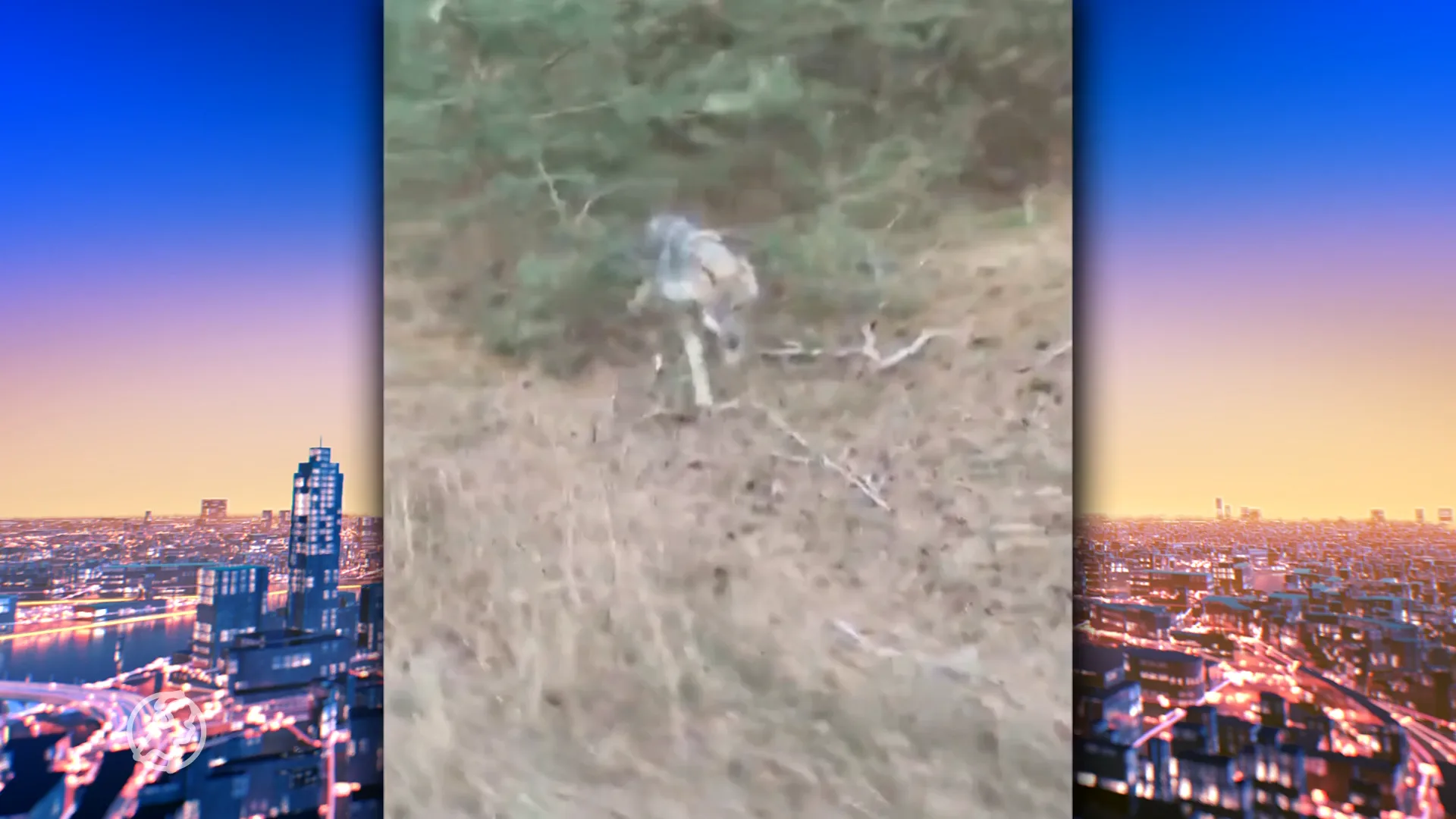 Wolf rent achter fietser aan op Hoge Veluwe