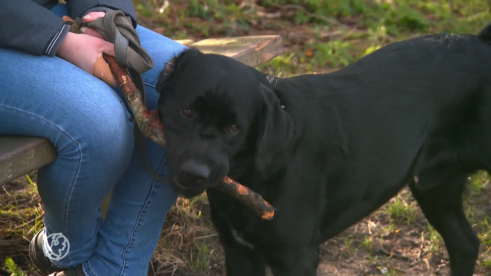 Hondentrainer Jacqueline pleit voor betaalbare hulphonden: 'Dit kán en moét goedkoper'