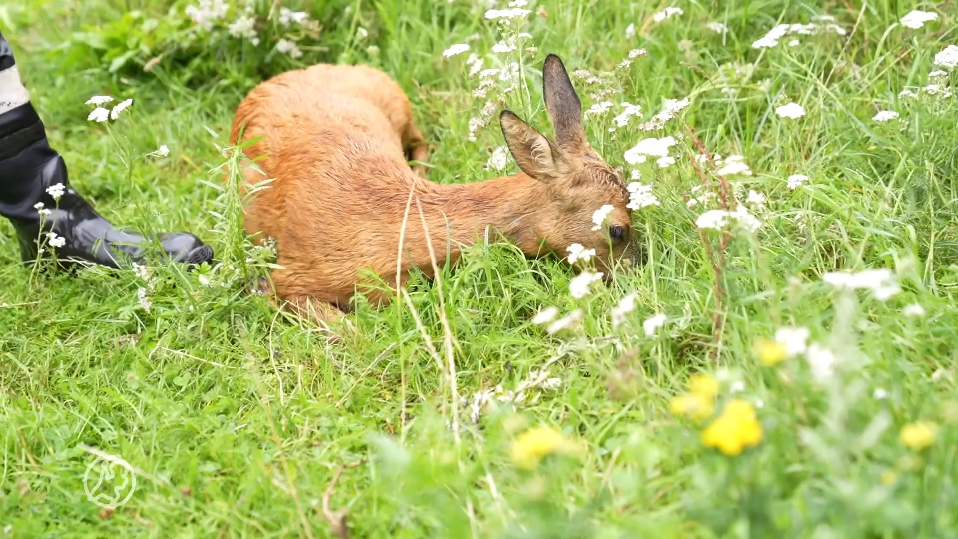 Voor derde keer ree uit het kanaal gehaald in Helmond