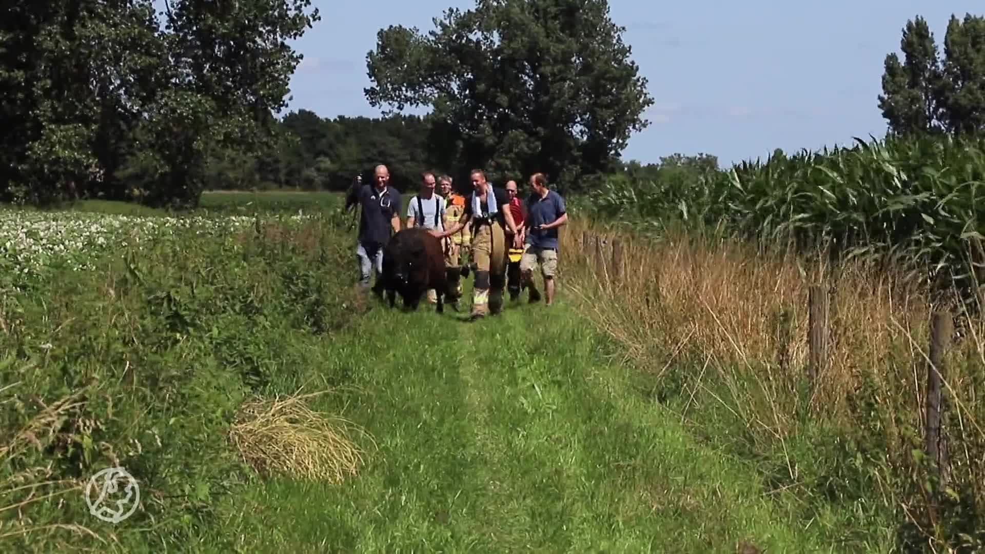 Drijvende koe uit Maas gered, legde 100 kilometer af vanuit Limburg