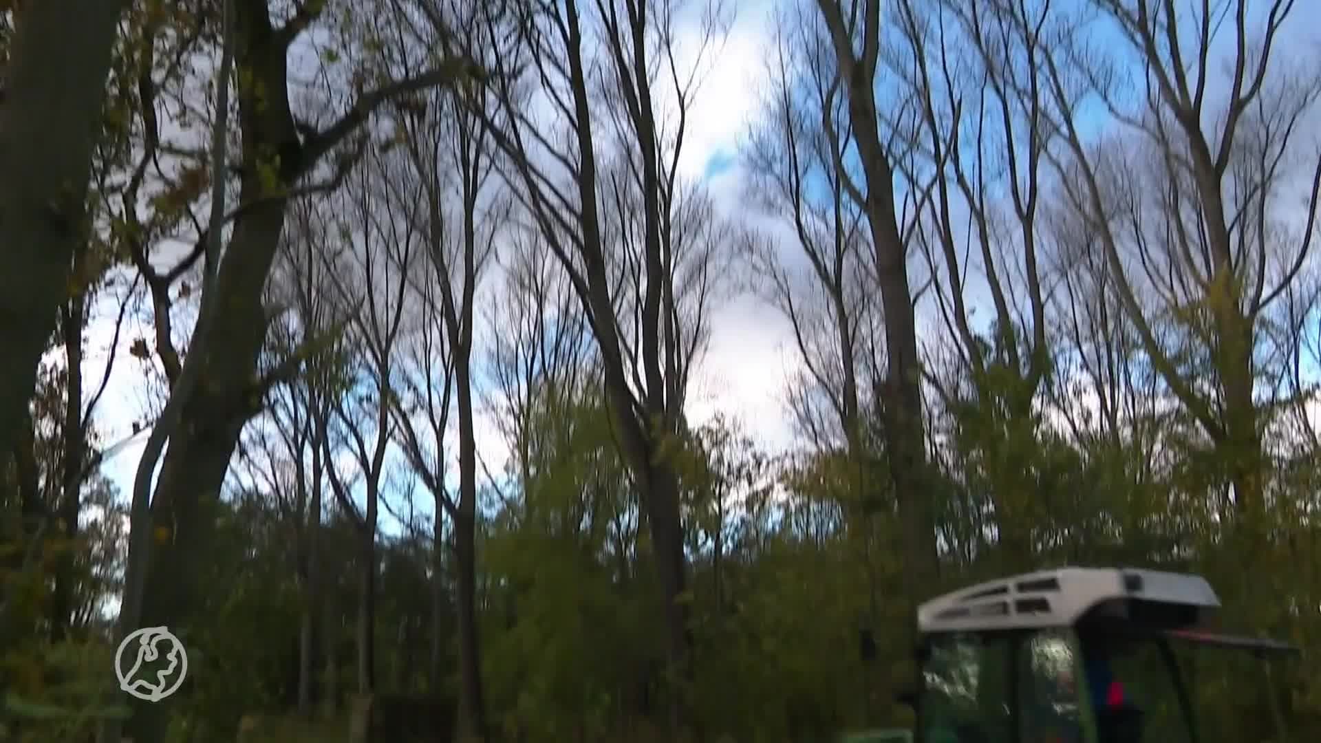 Studenten maken haardhout als hobby en verdienen goud geld door hoge gasprijzen