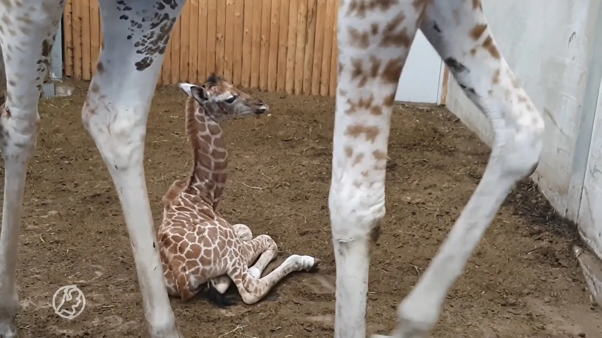 Babynieuws: girafje geboren in Wildlands Emmen