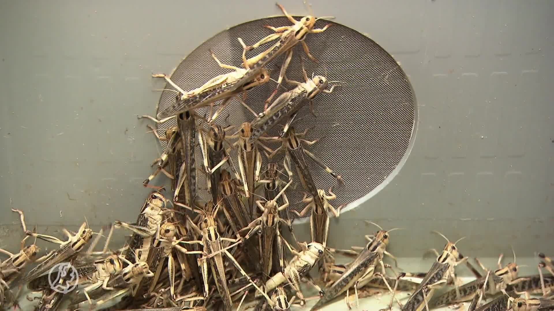 Meelwormen vies? Volgens kweker Wouter zitten ze straks in je koekjes