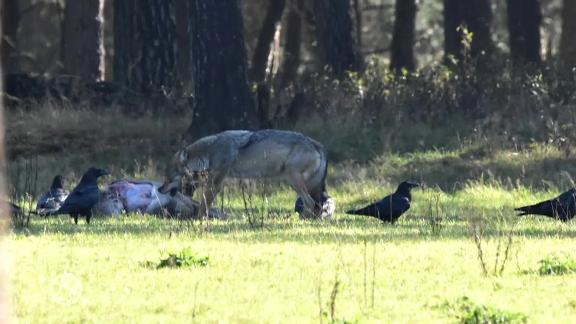 Werken Nederlandse wolven en raven samen in jacht op prooi?