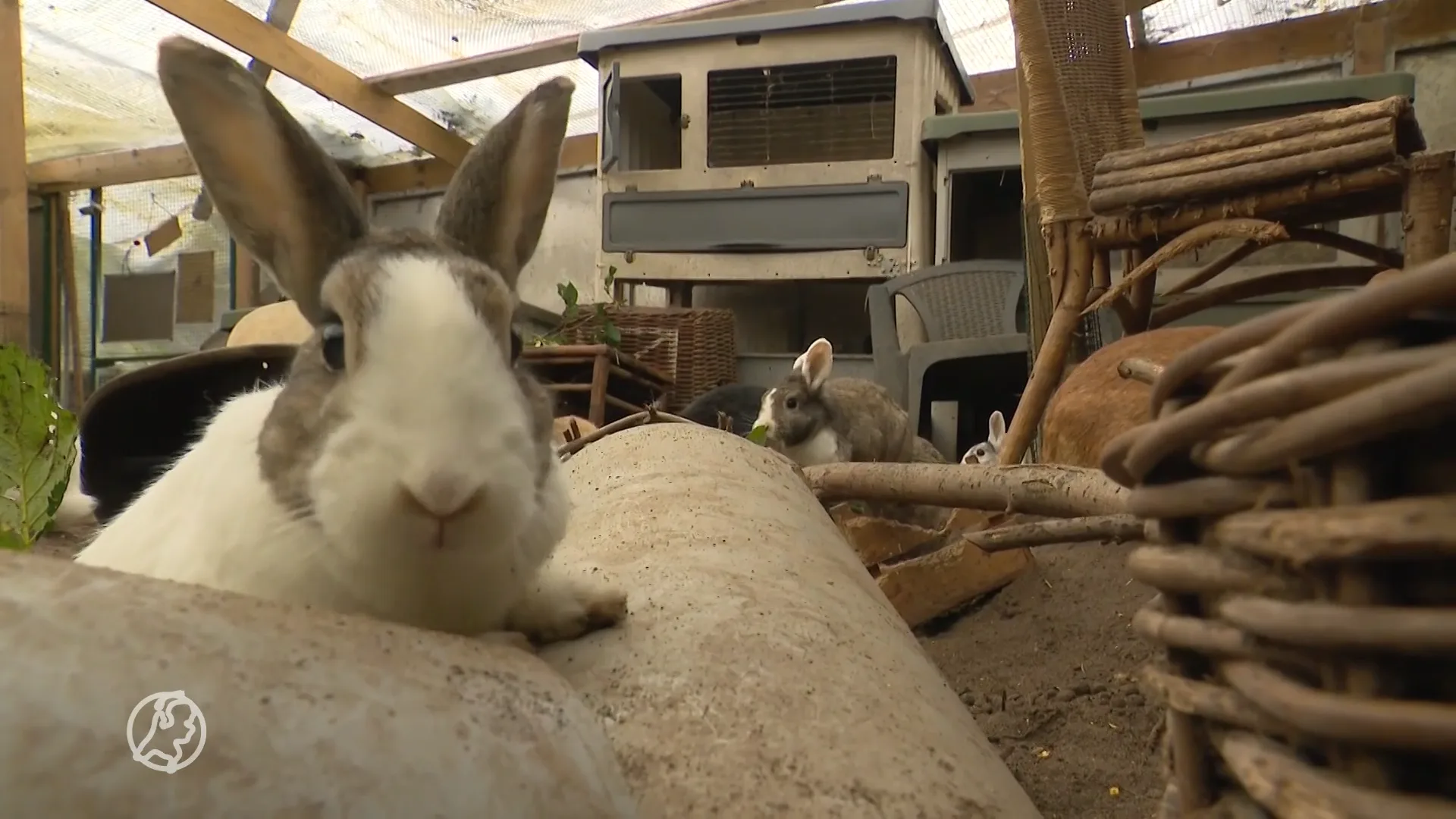 Unieke konijnenopvang dreigt te verdwijnen