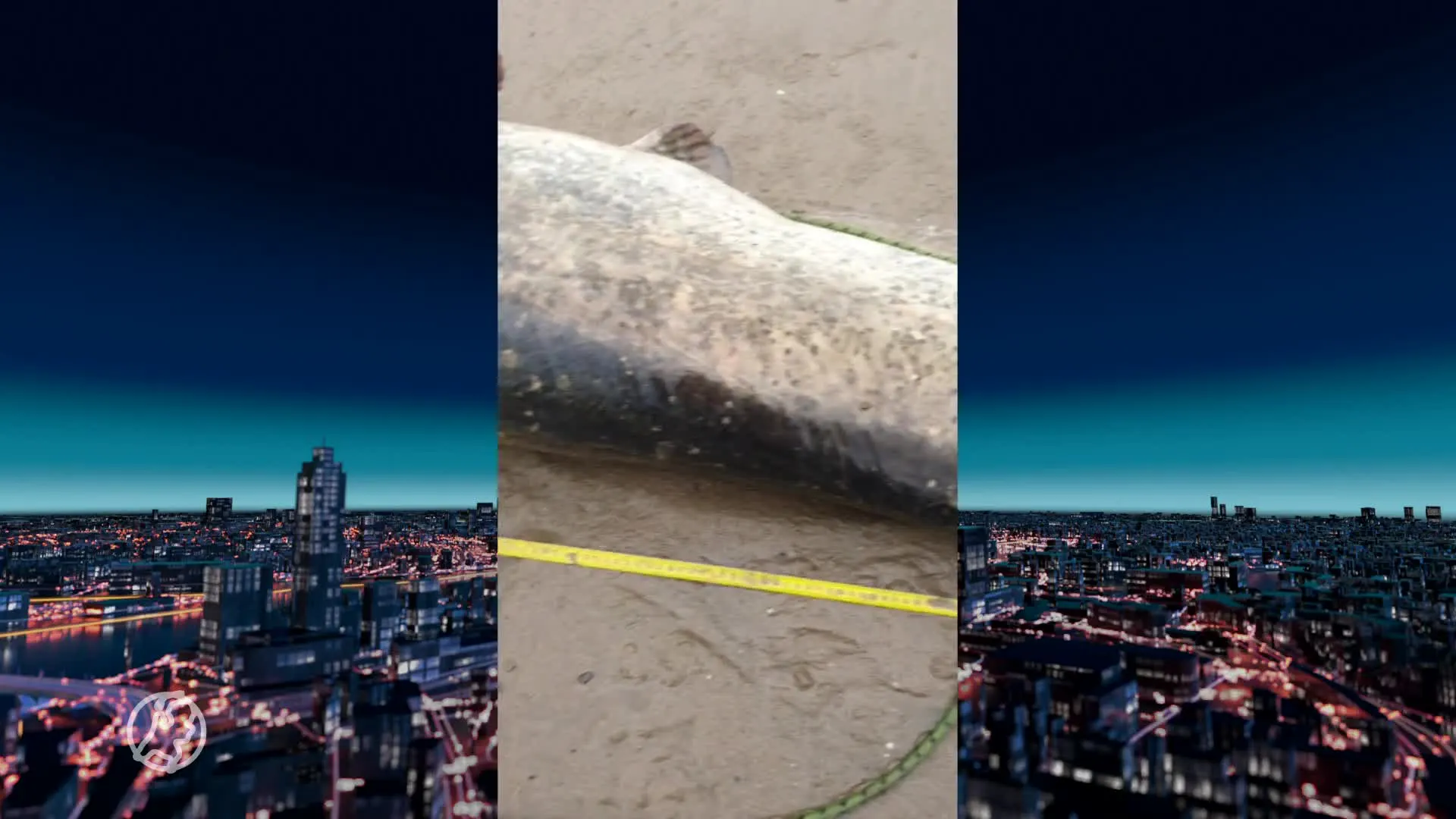 Honderd kilo schoon aan de haak: Tobias vangt grootste meerval ooit in Nederland