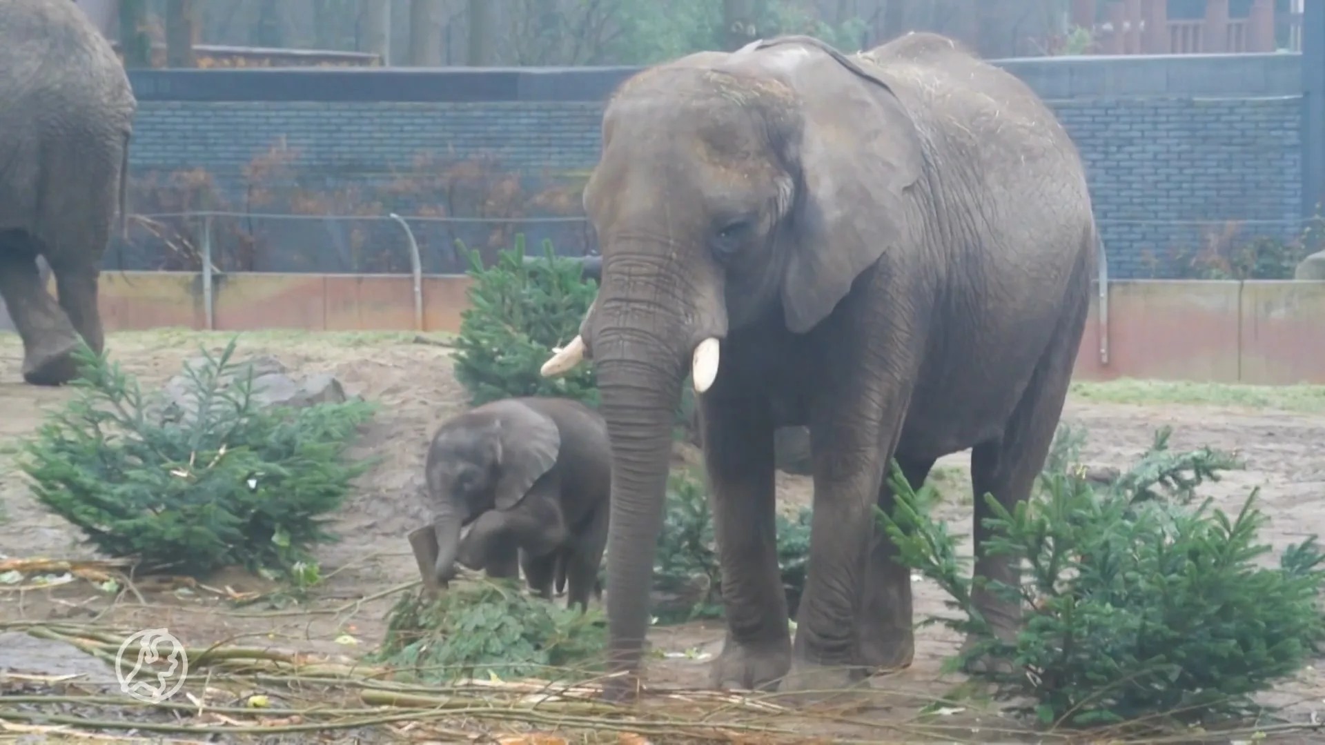 ZIEN: Babyolifant Bumi geniet van zijn eerste kerst