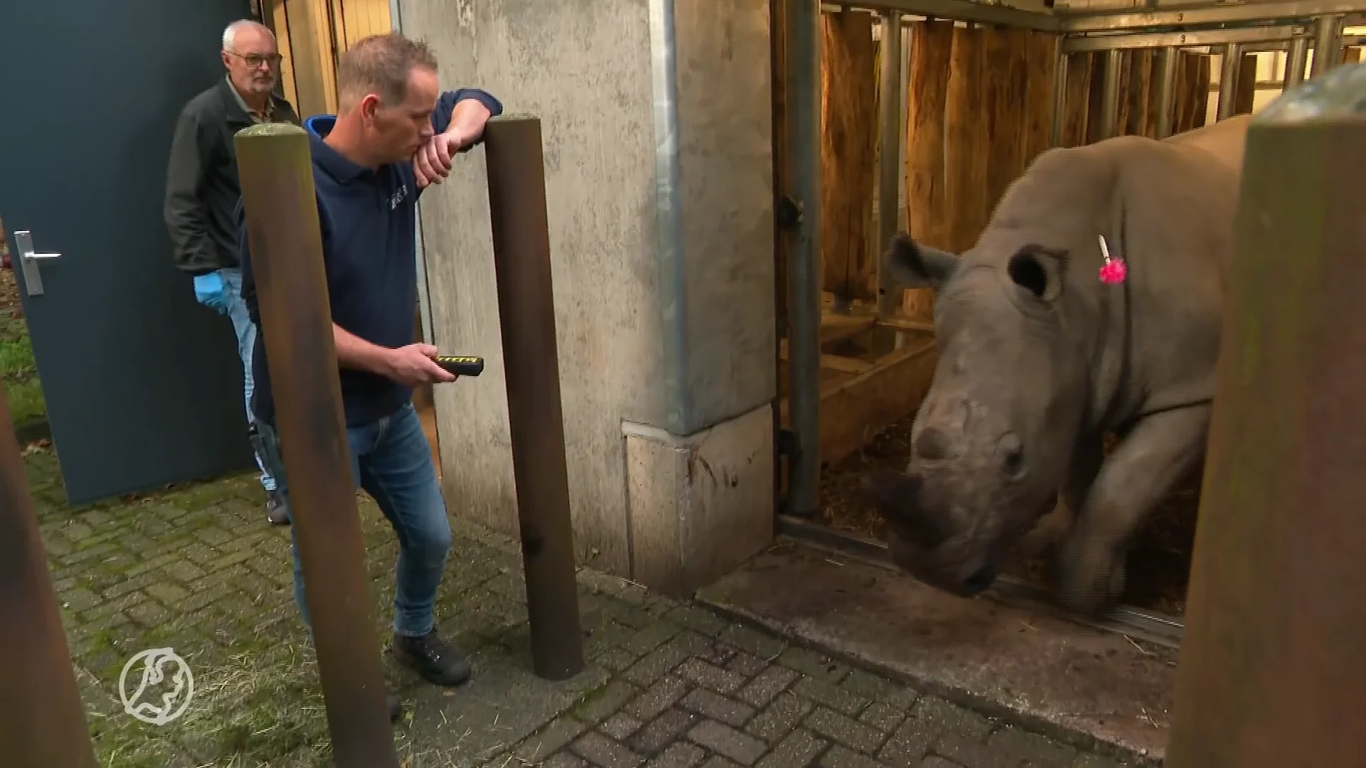 Nederlandse neushoorn en panda verhuizen naar het buitenland