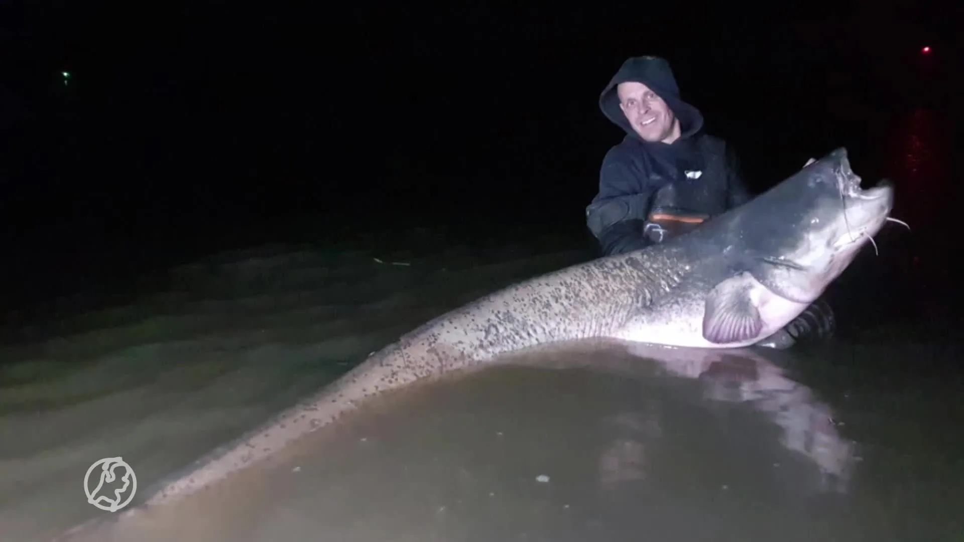 Heb jij al eens zo'n enorme meerval gezien?