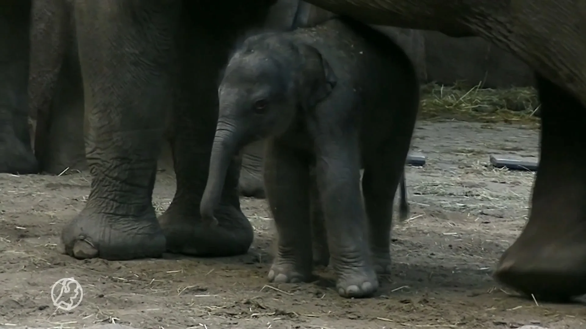 Babynieuws: olifantje geboren in Diergaarde Blijdorp