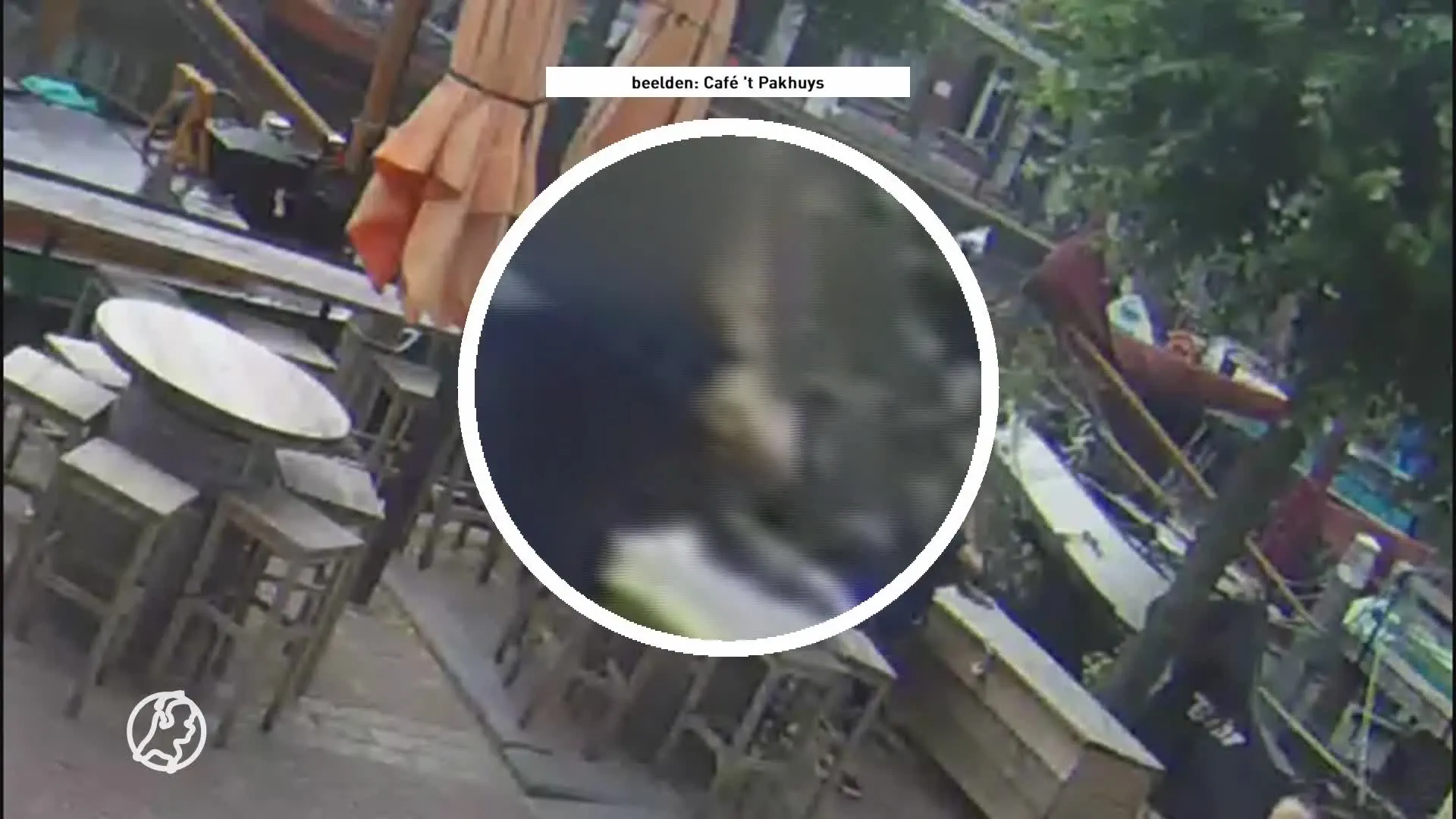 Ontvoerde kat Lex weer terecht: 'Ze hebben hem zelf teruggebracht'