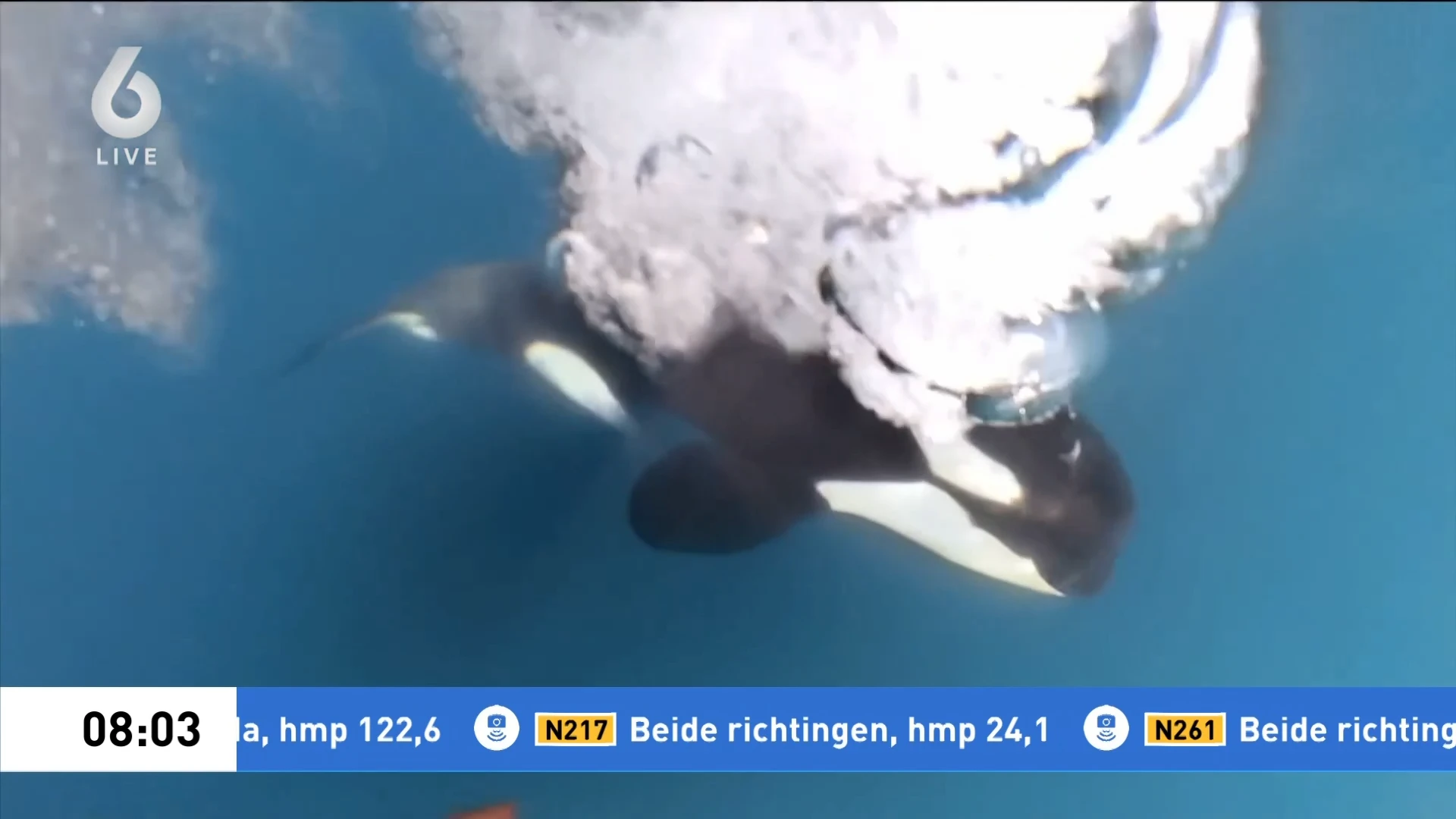 Orka valt Nederlands zeilteam aan tijdens race