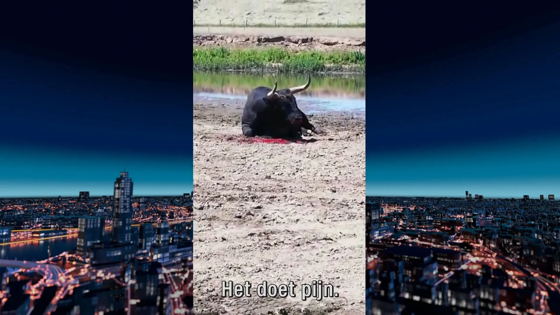 NVWA doet onderzoek naar doodschieten twee grote oerrunderen