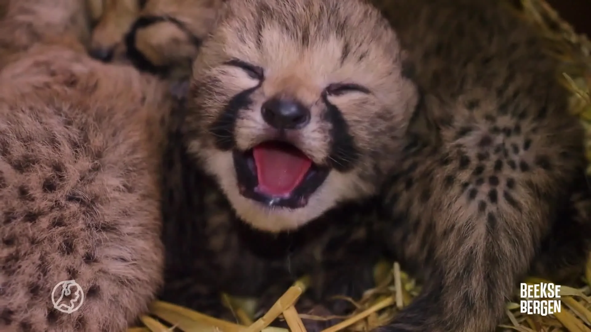 Bijzondere adoptie in Beekse Bergen: pas bevallen cheeta wordt pleegmoeder van drie andere welpen