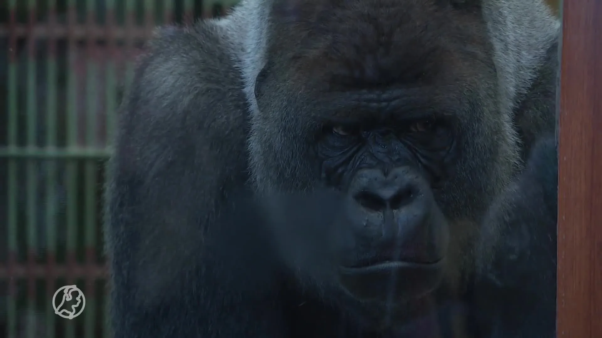 Apenverblijf Bokito weer open: 'Je merkt dat een leider mist'
