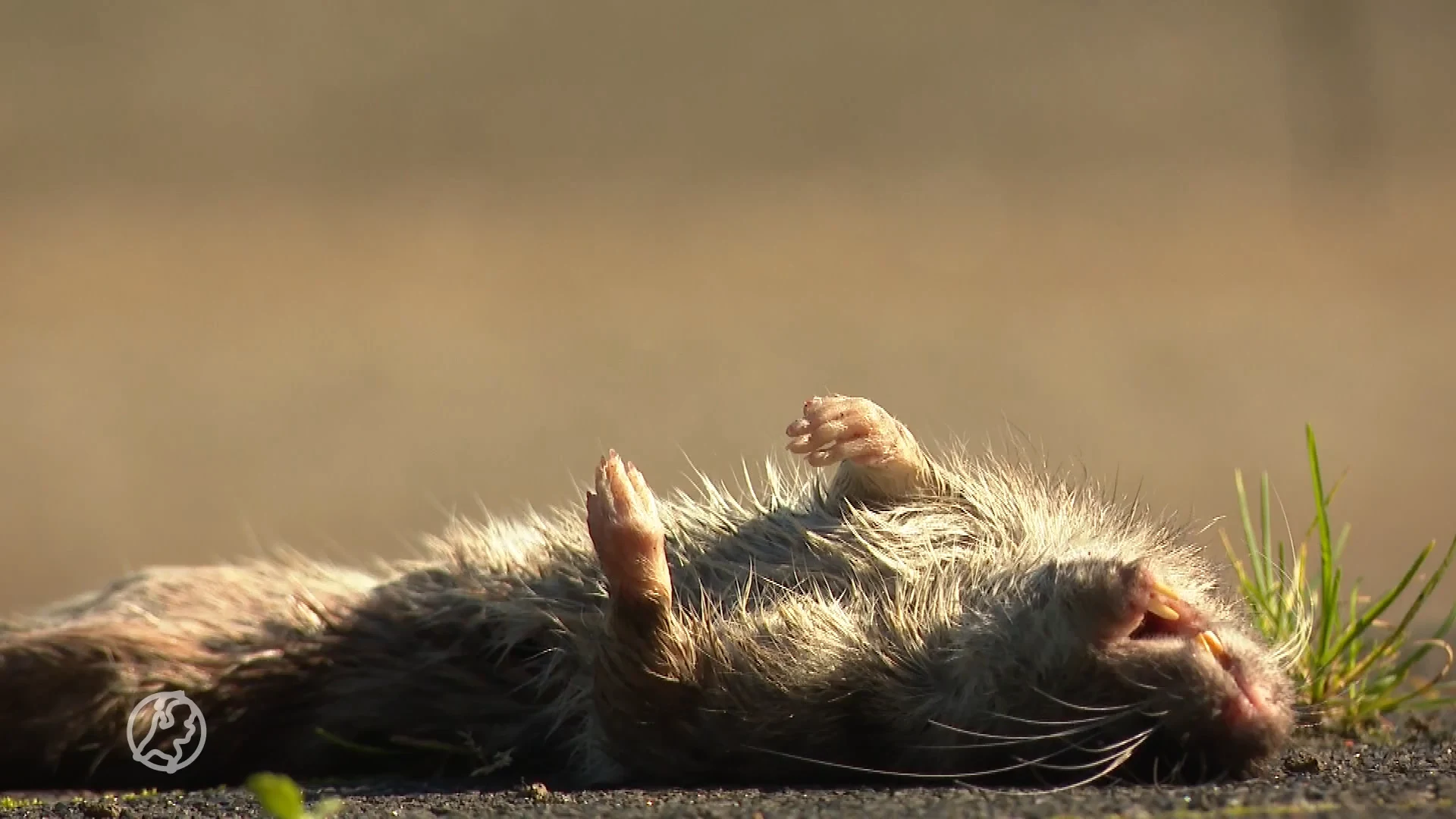 Amsterdammers worden gek van ratten