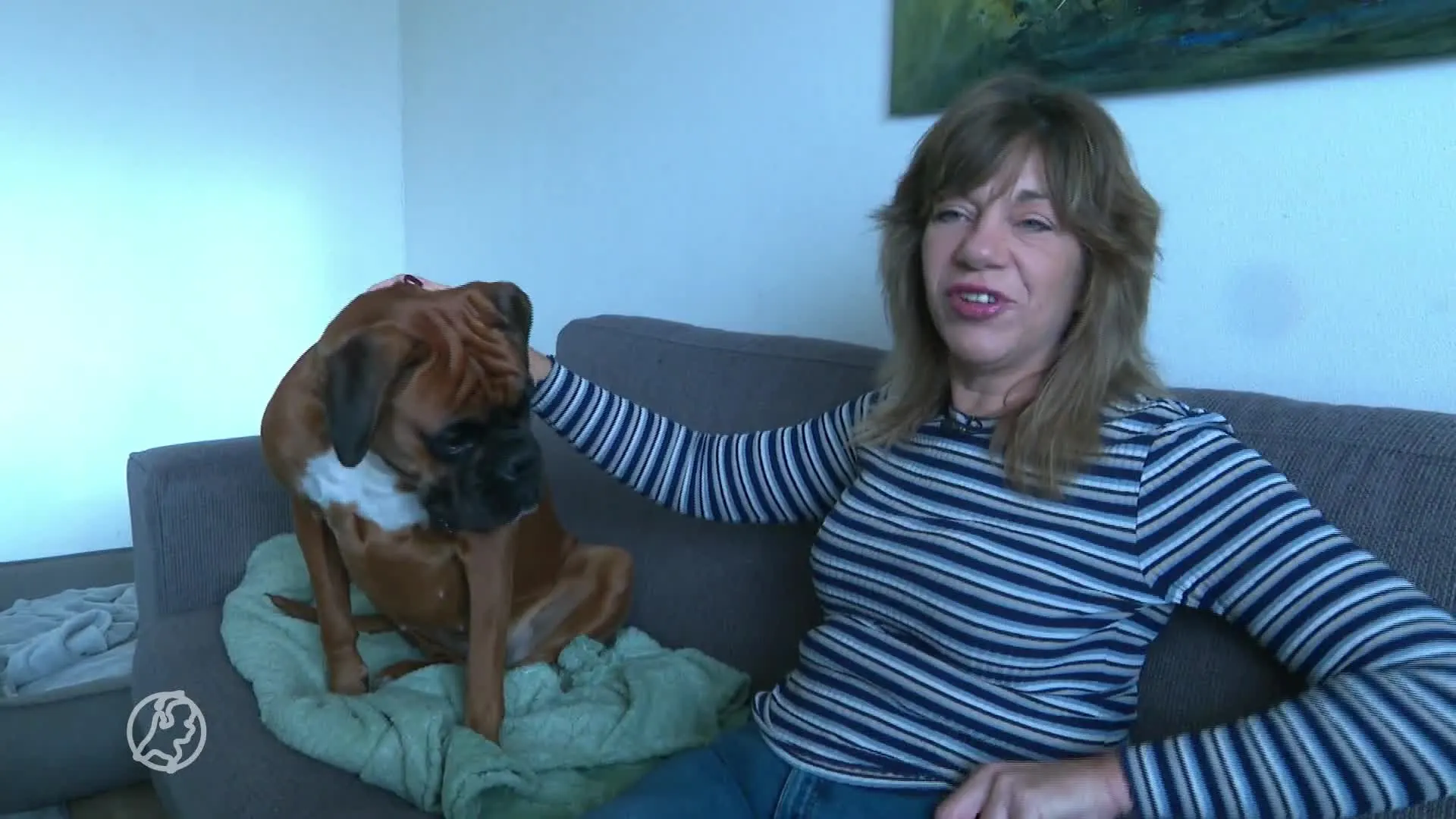 Dierenartsen waarschuwen huisdiereigenaren: pas op met kerstversiering en kerstdiner