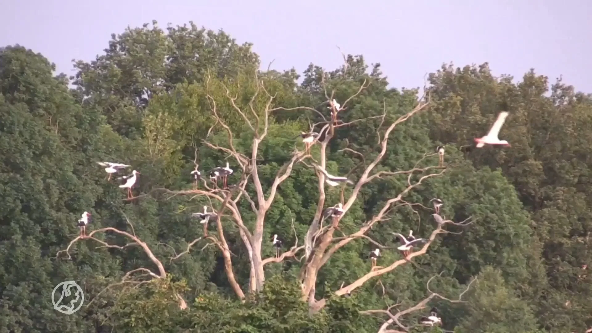 ZIEN: tientallen ooievaars strijken neer in één boom in Twente