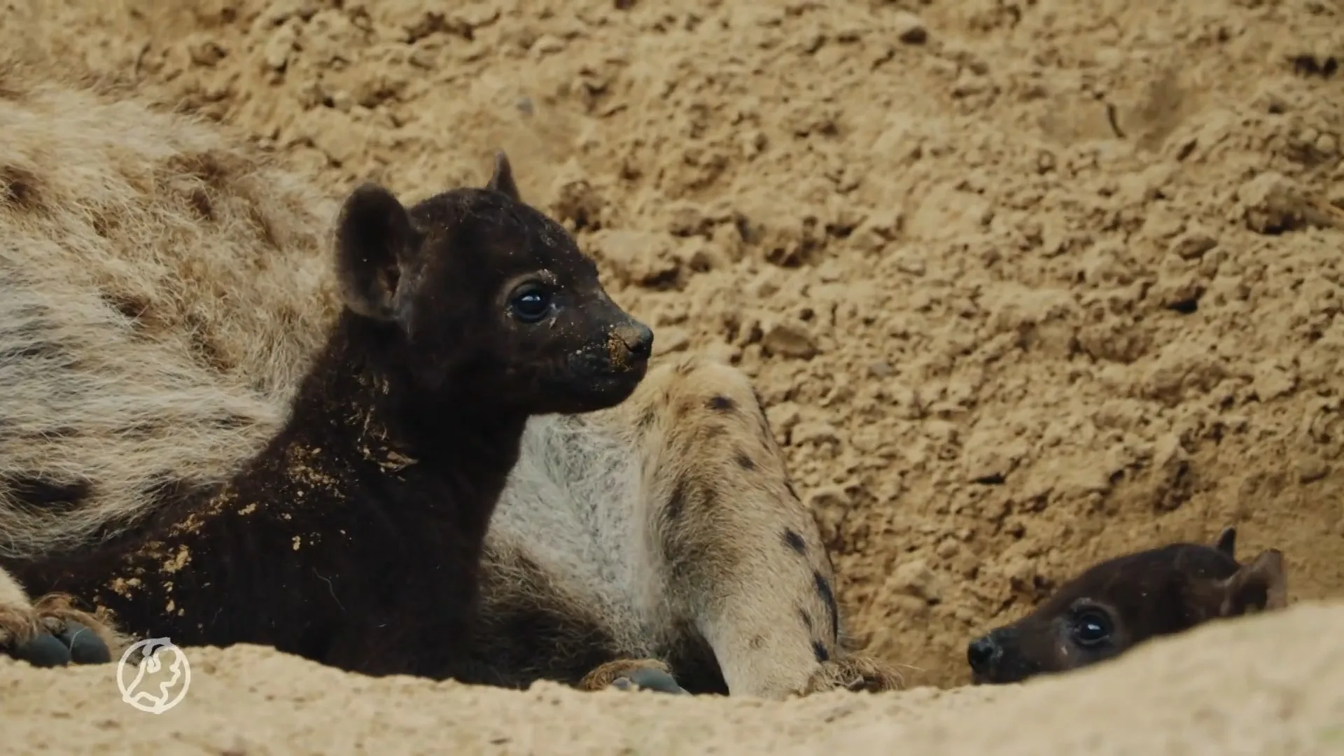 Cute: twee hyenaatjes geboren in Safaripark Beekse Bergen