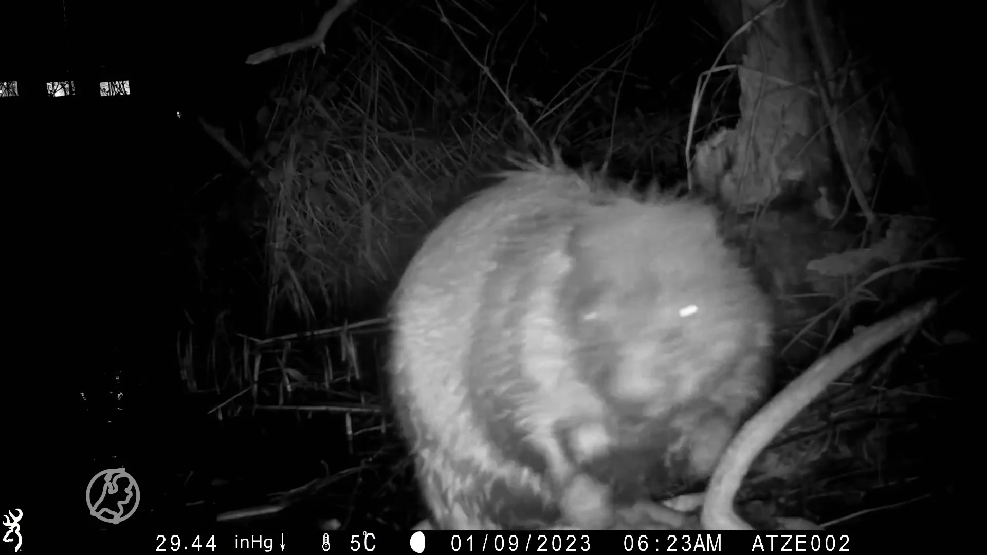 Stadsecoloog dolblij: voor het eerst een bever gespot in Amsterdam