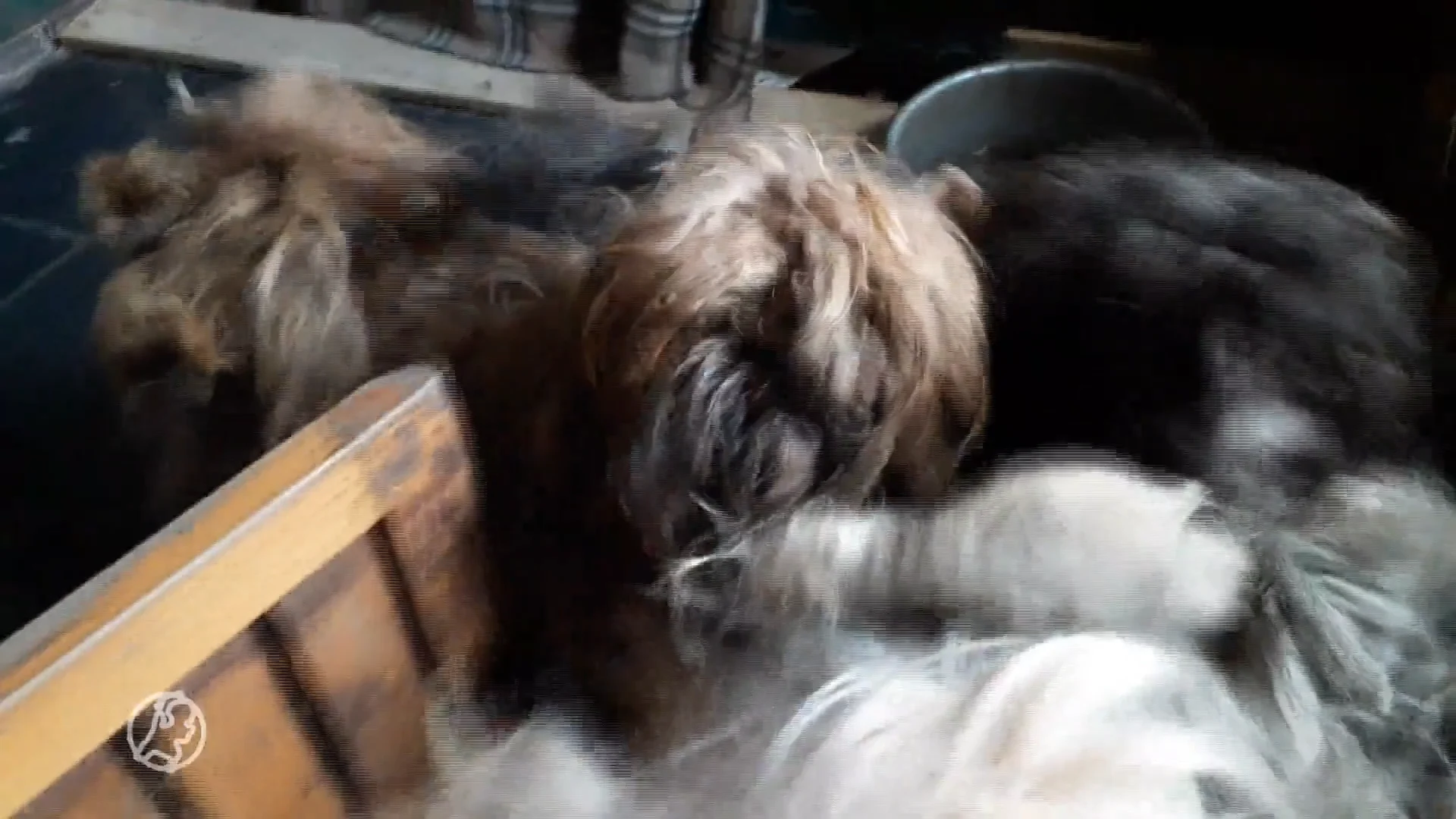 Zwaar verwaarloosde honden in beslag genomen in Friese woning