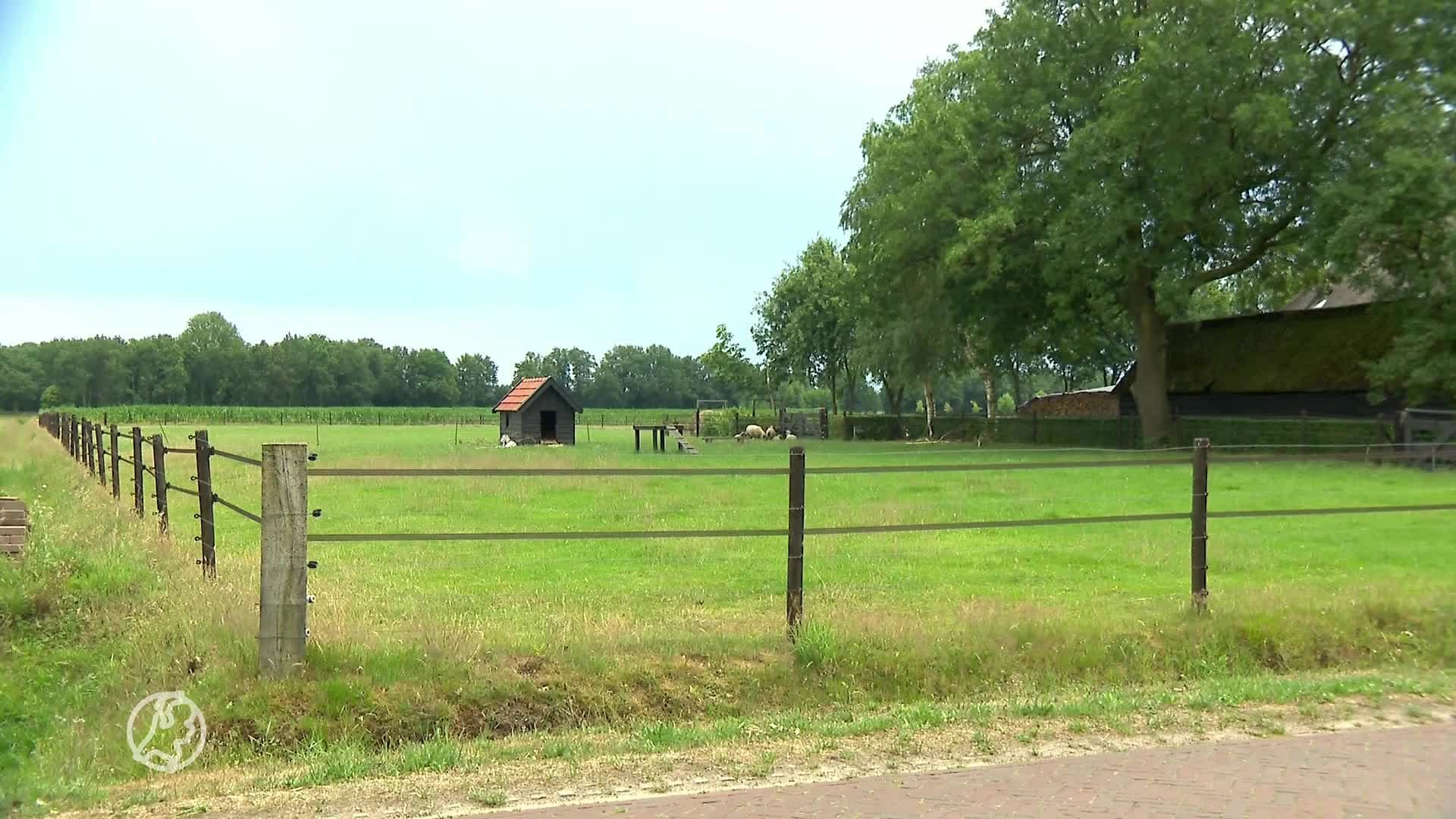 Ook Animal Rights doet aangifte om doodgeschoten wolf