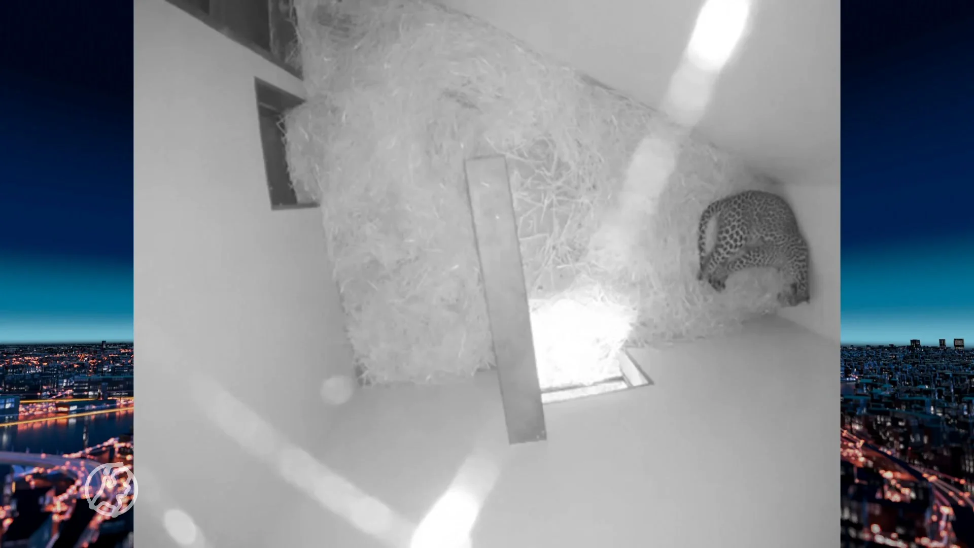 Bedreigde Sri Lankaanse panter werpt jong in Burgers' Zoo