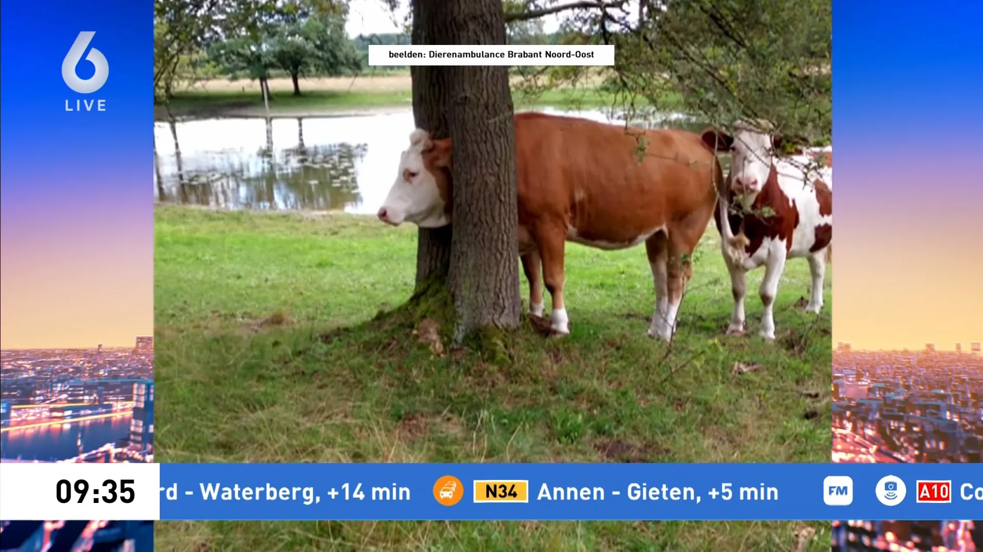Koe zit met kop muurvast tussen twee bomen, dierenambulance schiet te hulp