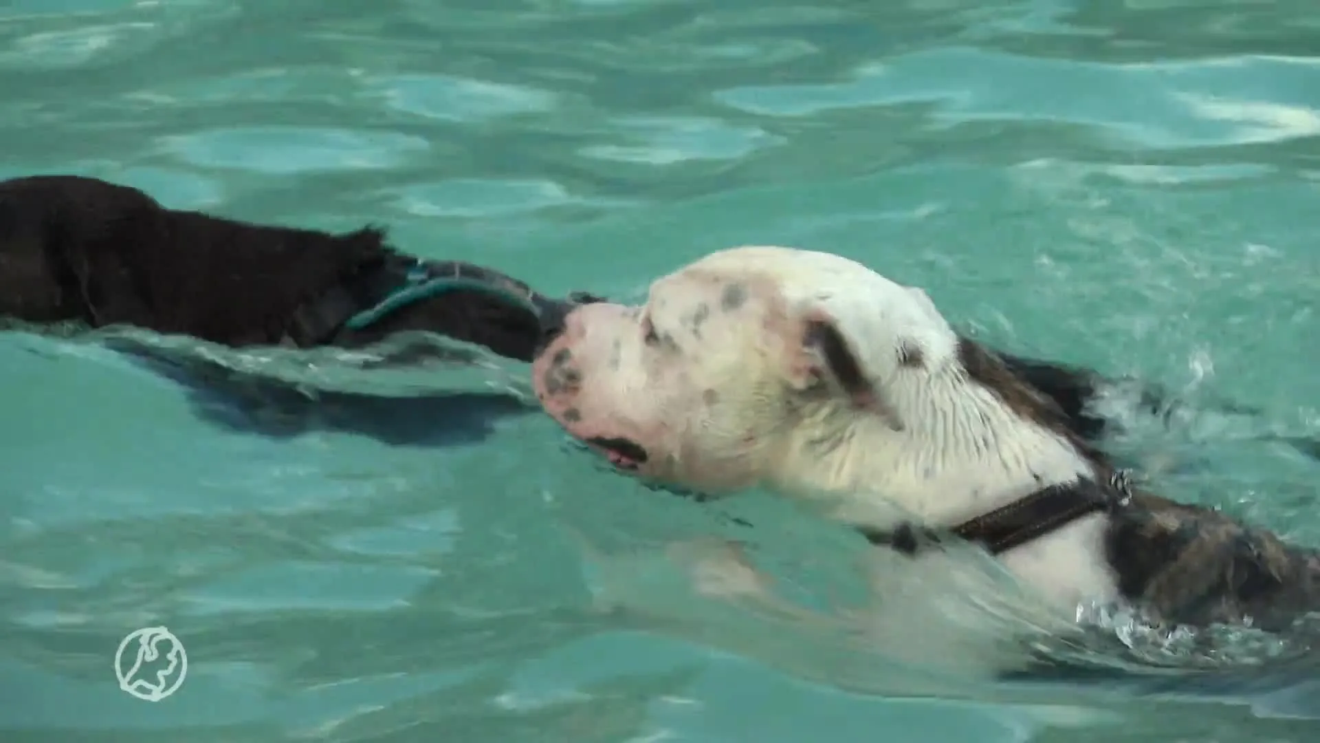 Groot waterpret in Tilburg voor honden en baasjes