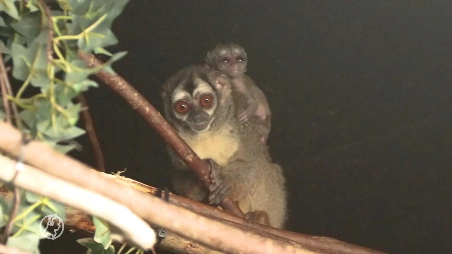 Nieuwe aanwinst voor DierenPark Amersfoort: nachtaapje geboren