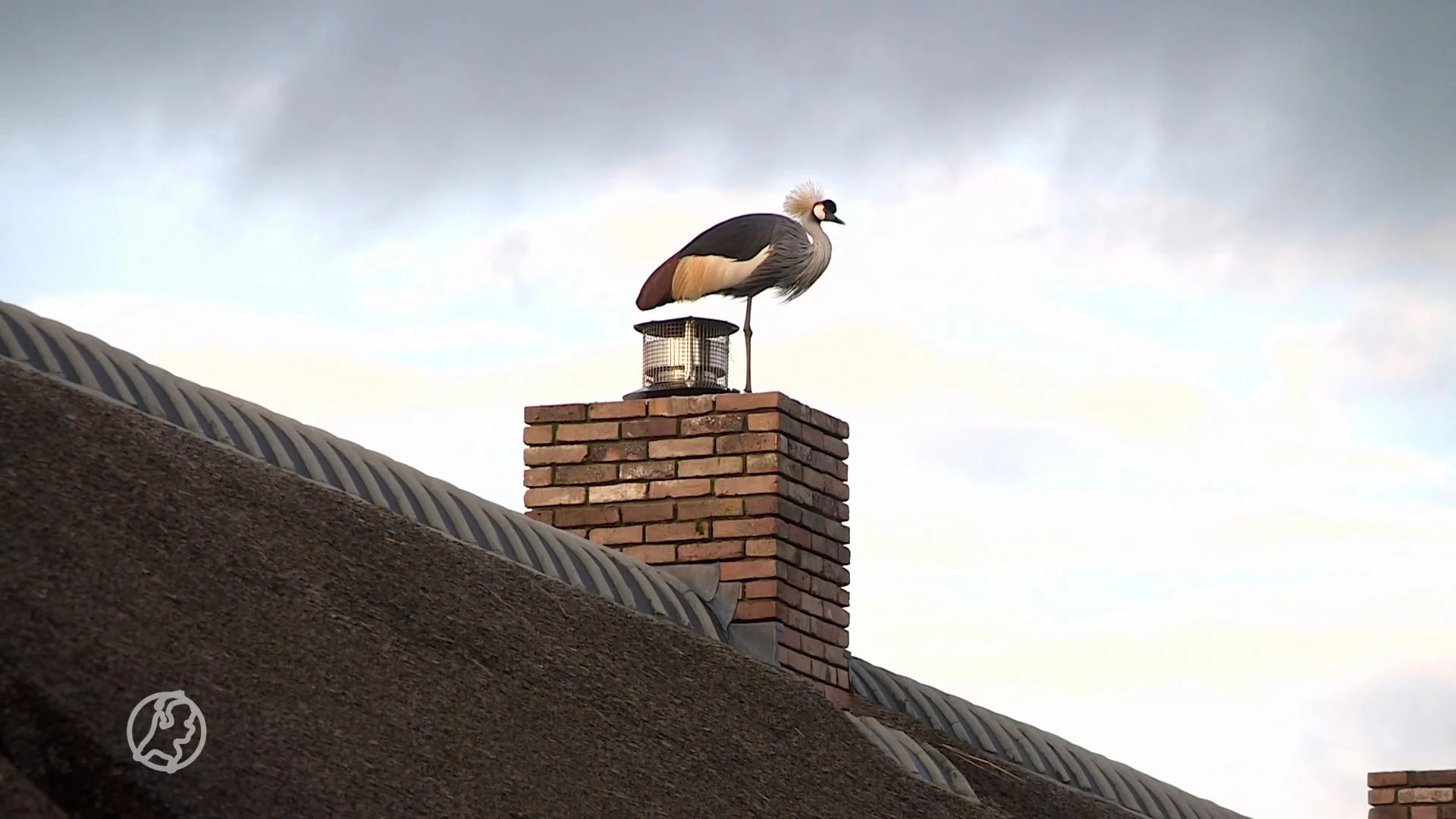 Marjo wordt elke ochtend wakkergekrijst door kroonkraanvogel