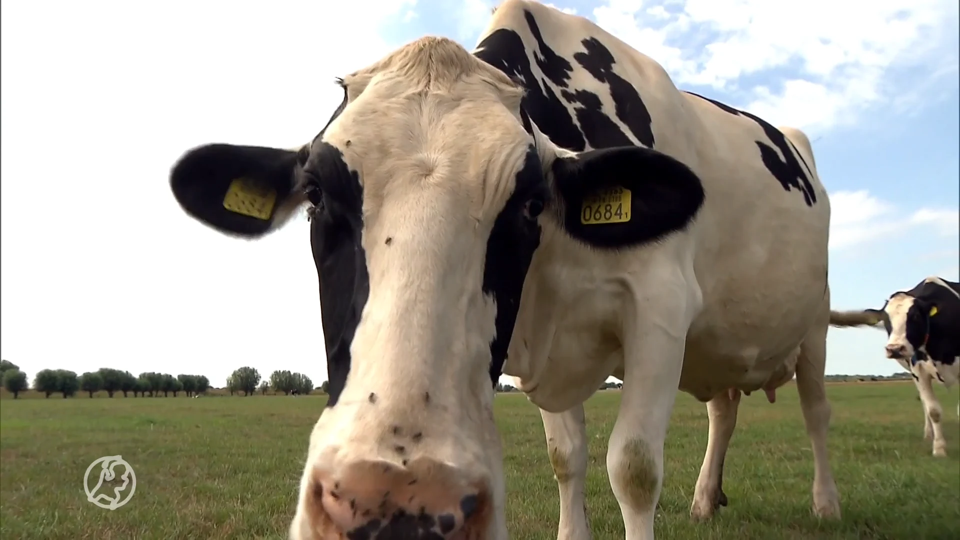 Gevechtshelikopter jaagt koeien van Arie de stuipen op het lijf