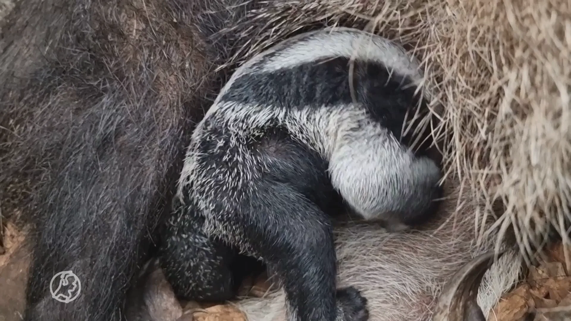 Bijzonder schattig, reuze miereneter bevalt van jong ZooParc Overloon