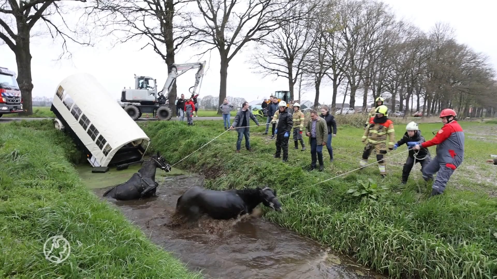 Geschrokken paarden belanden met huifkar én menner in Berlicumse plomp
