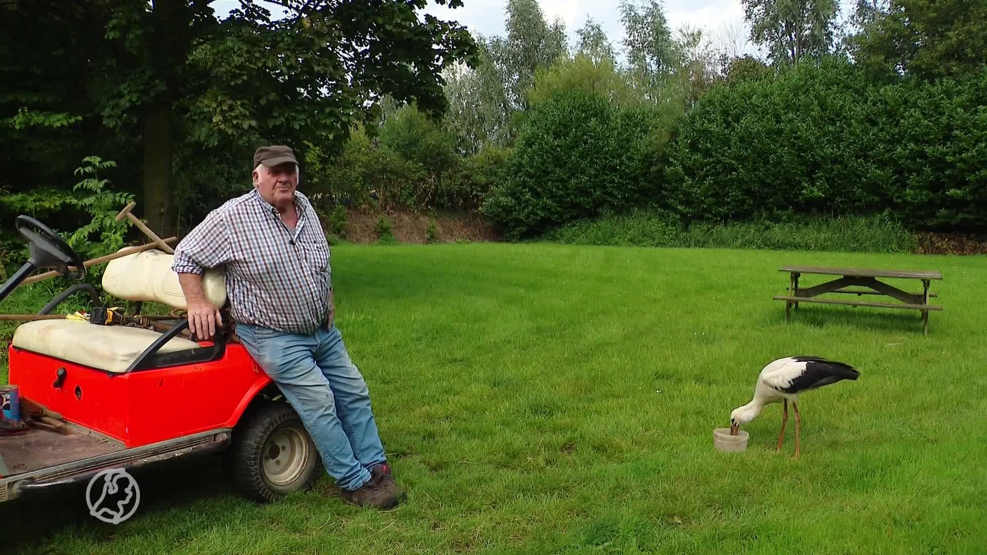 Ton uit Schalkwijk neemt ooievaar onder zijn vleugels na storm Poly