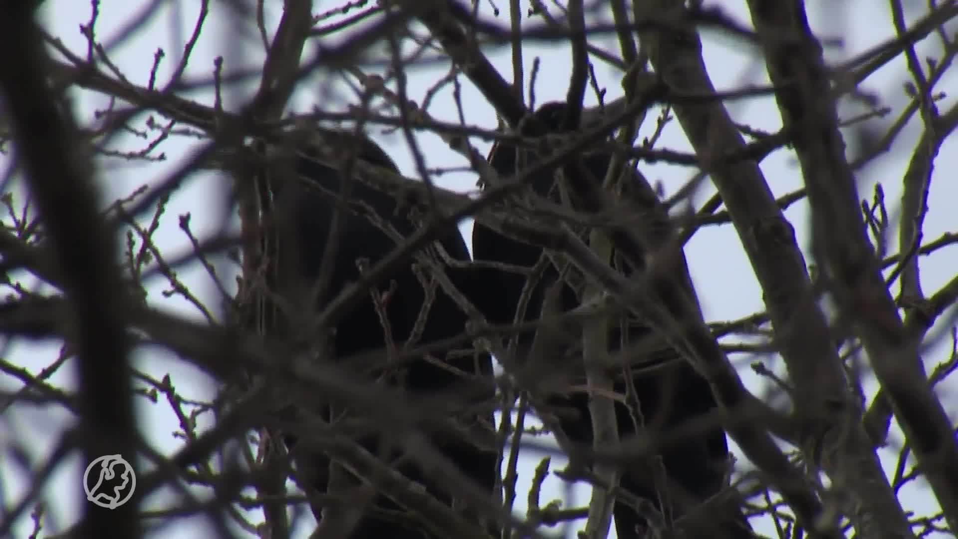 Voor dag en dauw op door vogels