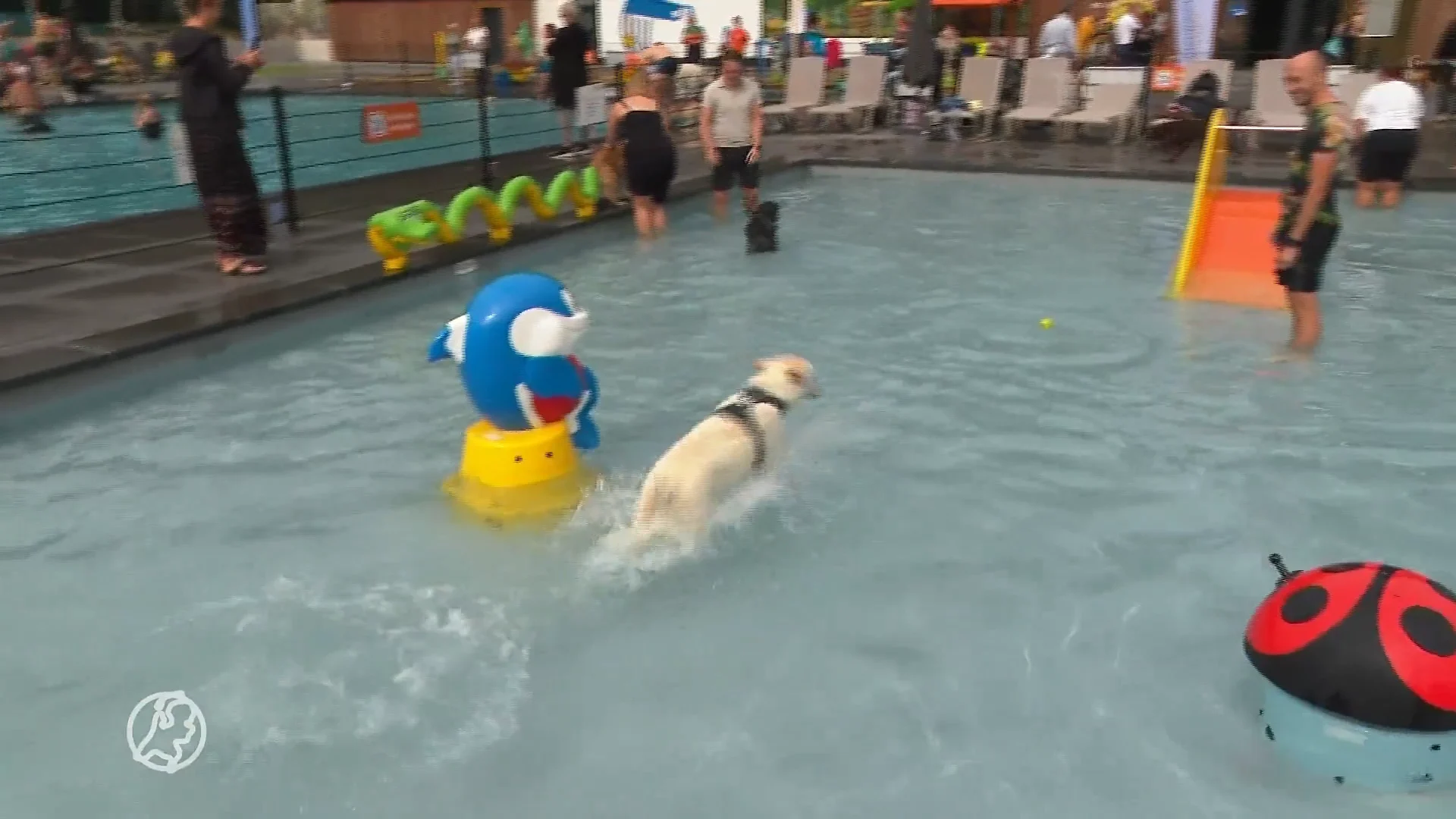 Honden leven zich uit in het zwembad