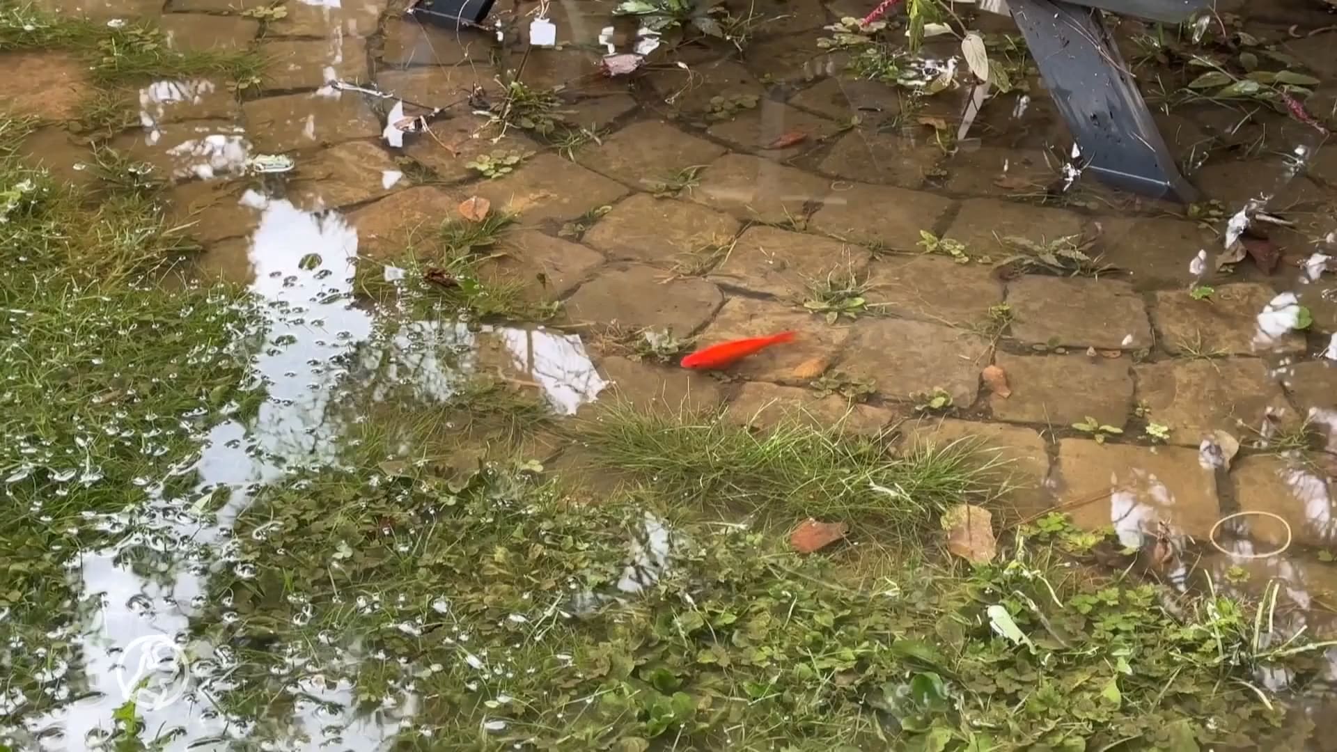 ZIEN: Goudvissen zwemmen door overstroomde tuinen in Maastricht