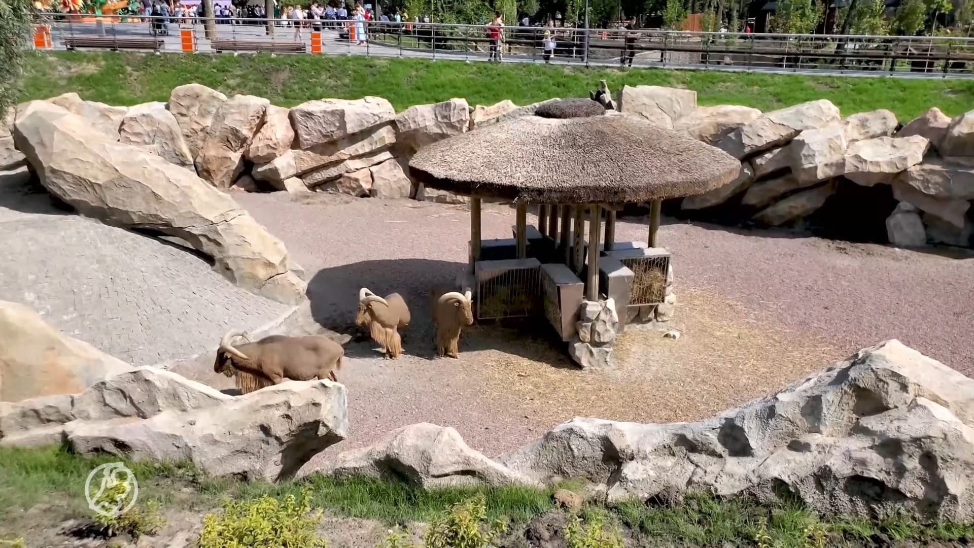 Oekraïense dierentuindieren mogelijk naar Nederland gebracht: 'Of moet je de dieren preventief afschieten?'