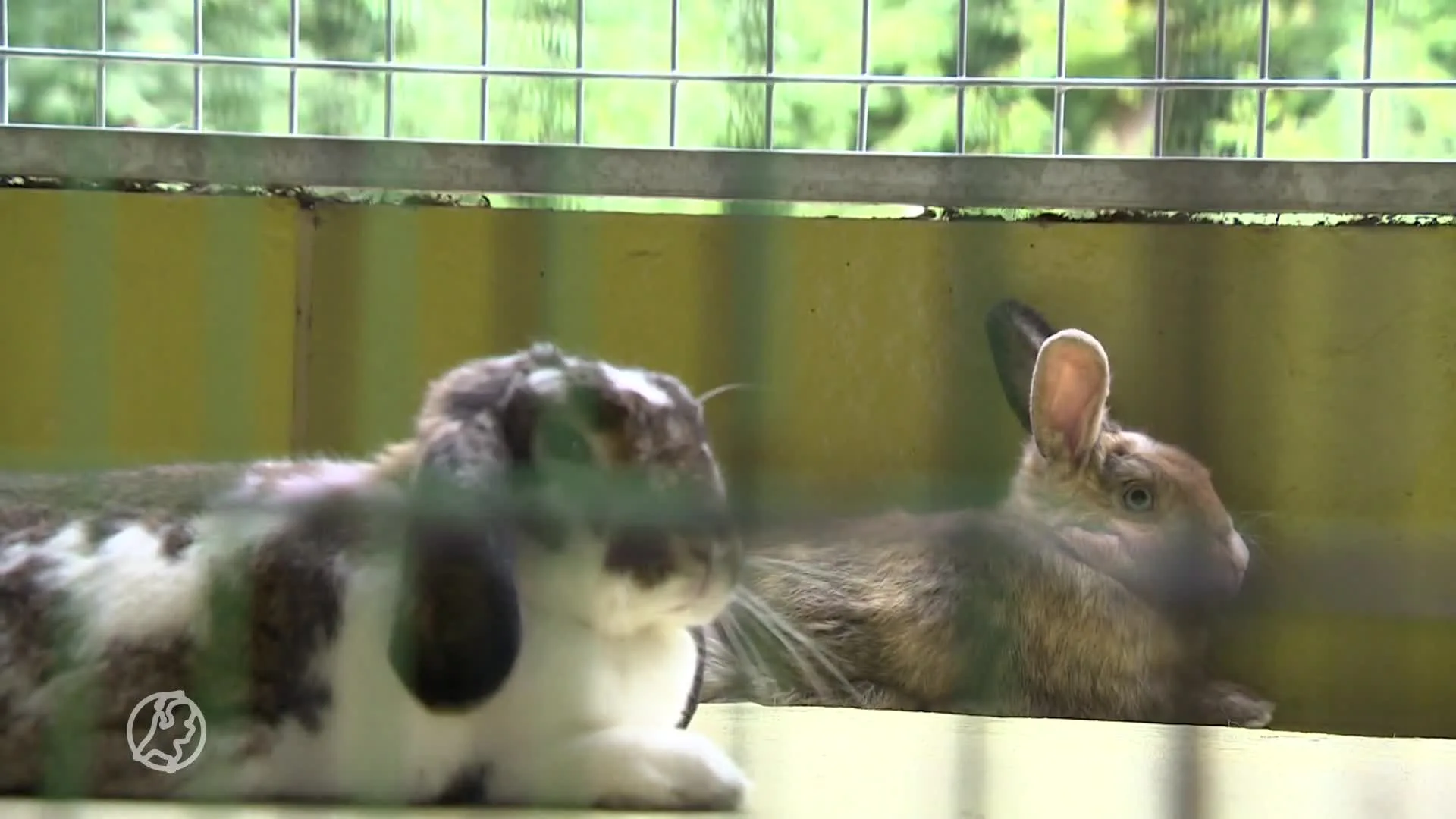 Konijn zoekt konijn: asiel in Amersfoort organiseert speeddate