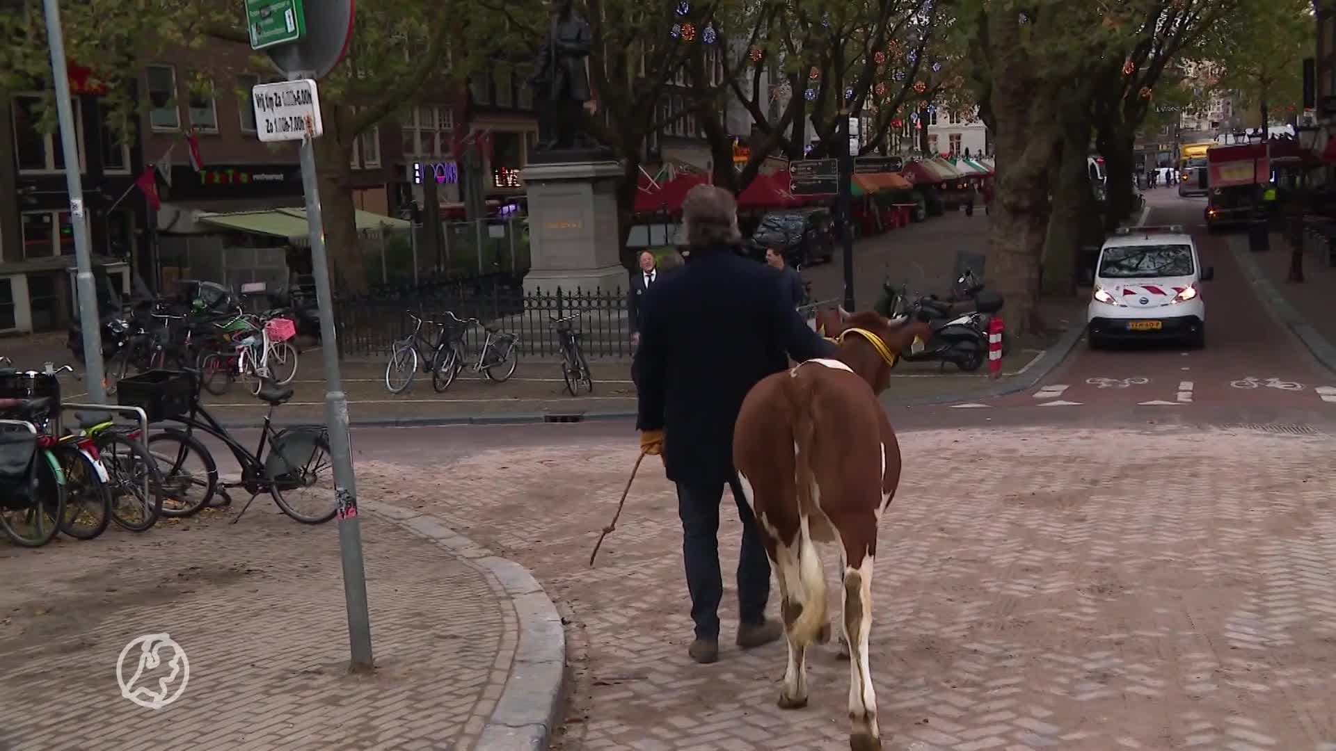 Siebren neemt koe Siebrichje mee naar Amsterdam om stad met platteland te verbinden