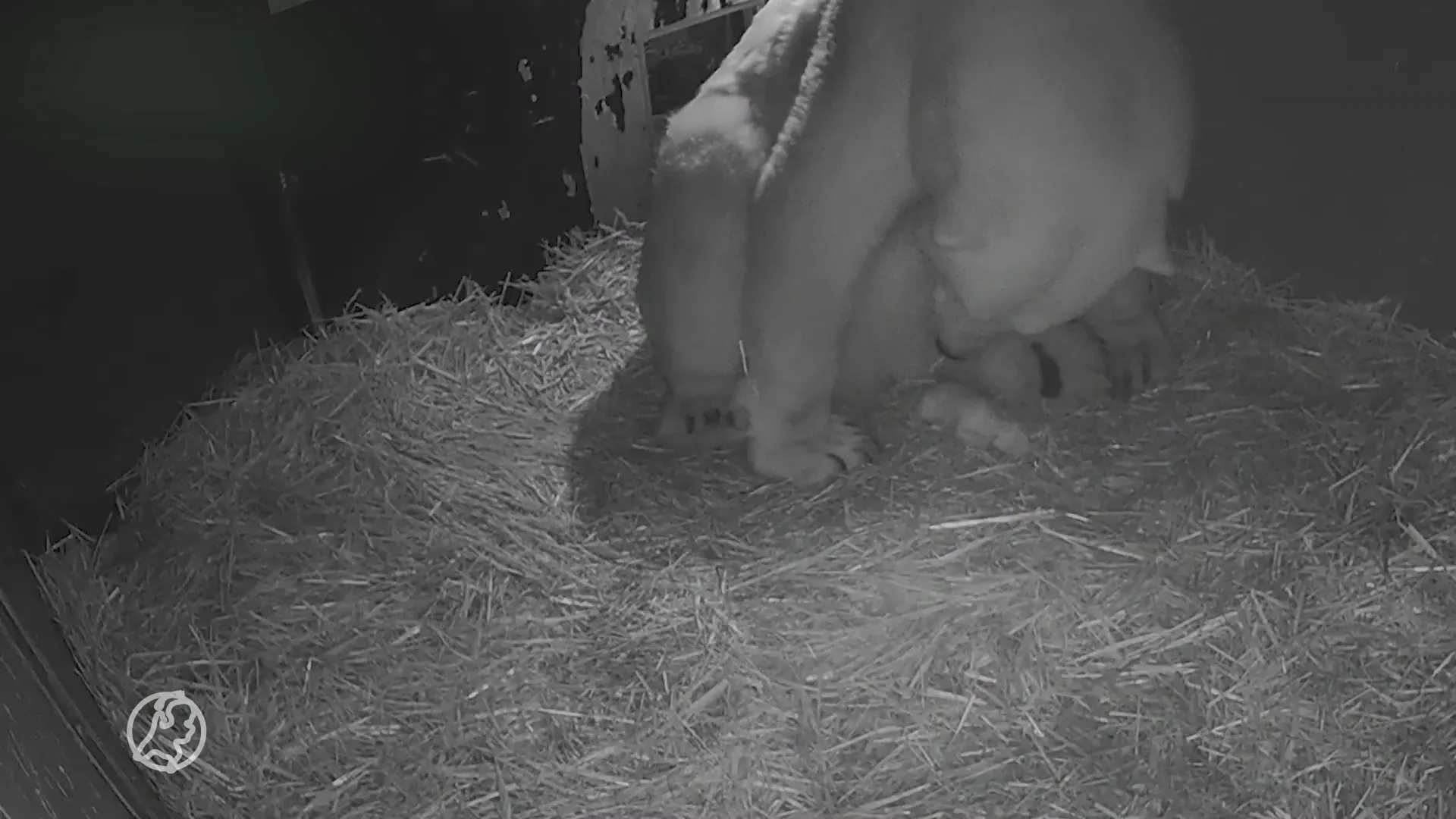 Schattig! IJsbeertje geboren en de beelden zie je hier