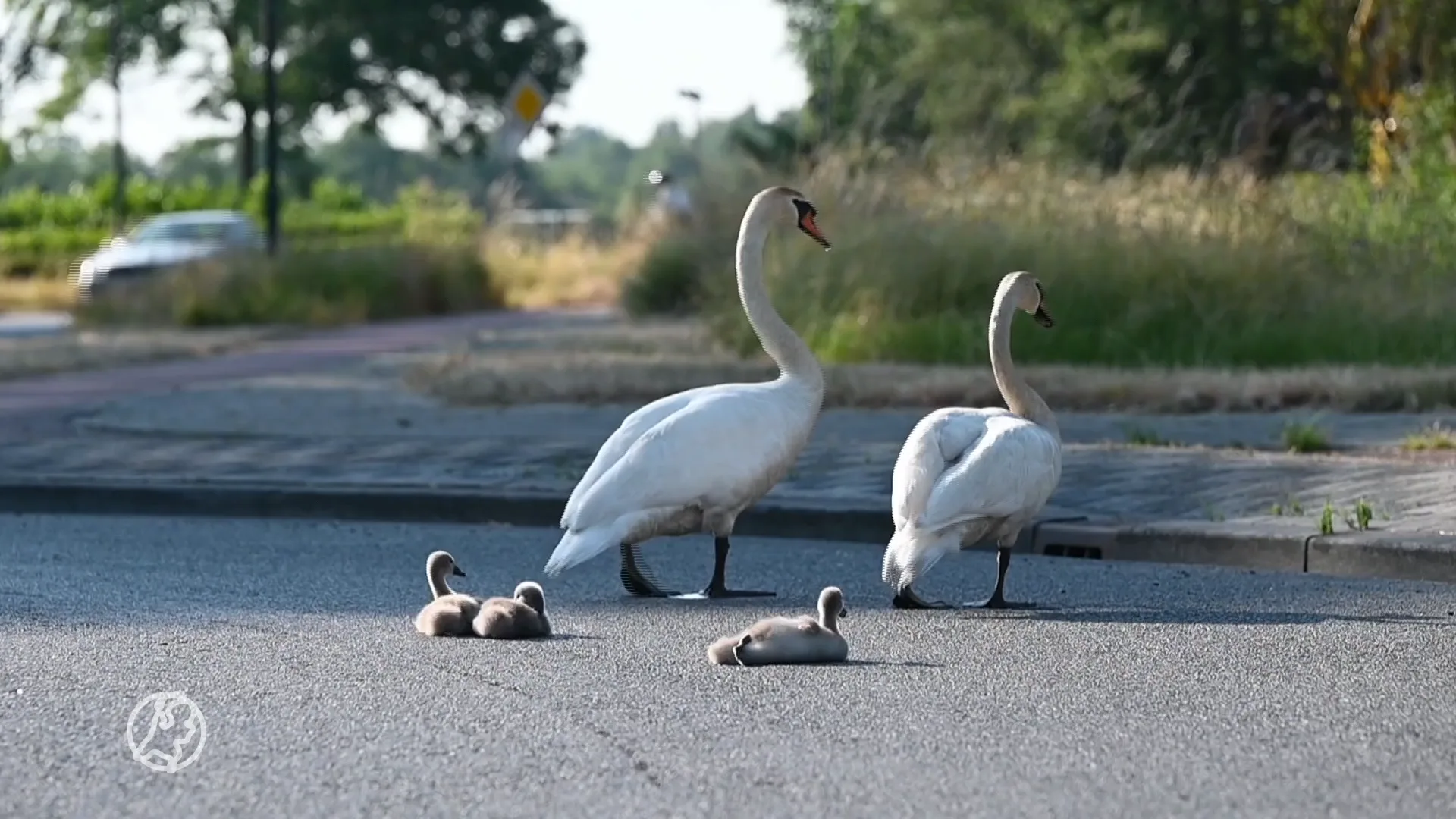 Zwanenkoppel met kuikens blokkeert rotonde in Oisterwijk