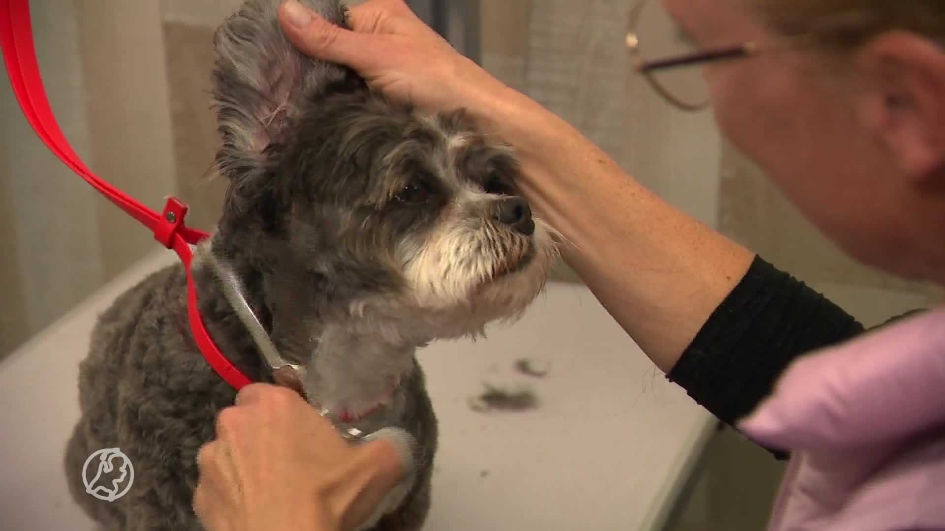 Topdrukte bij hondenkappers