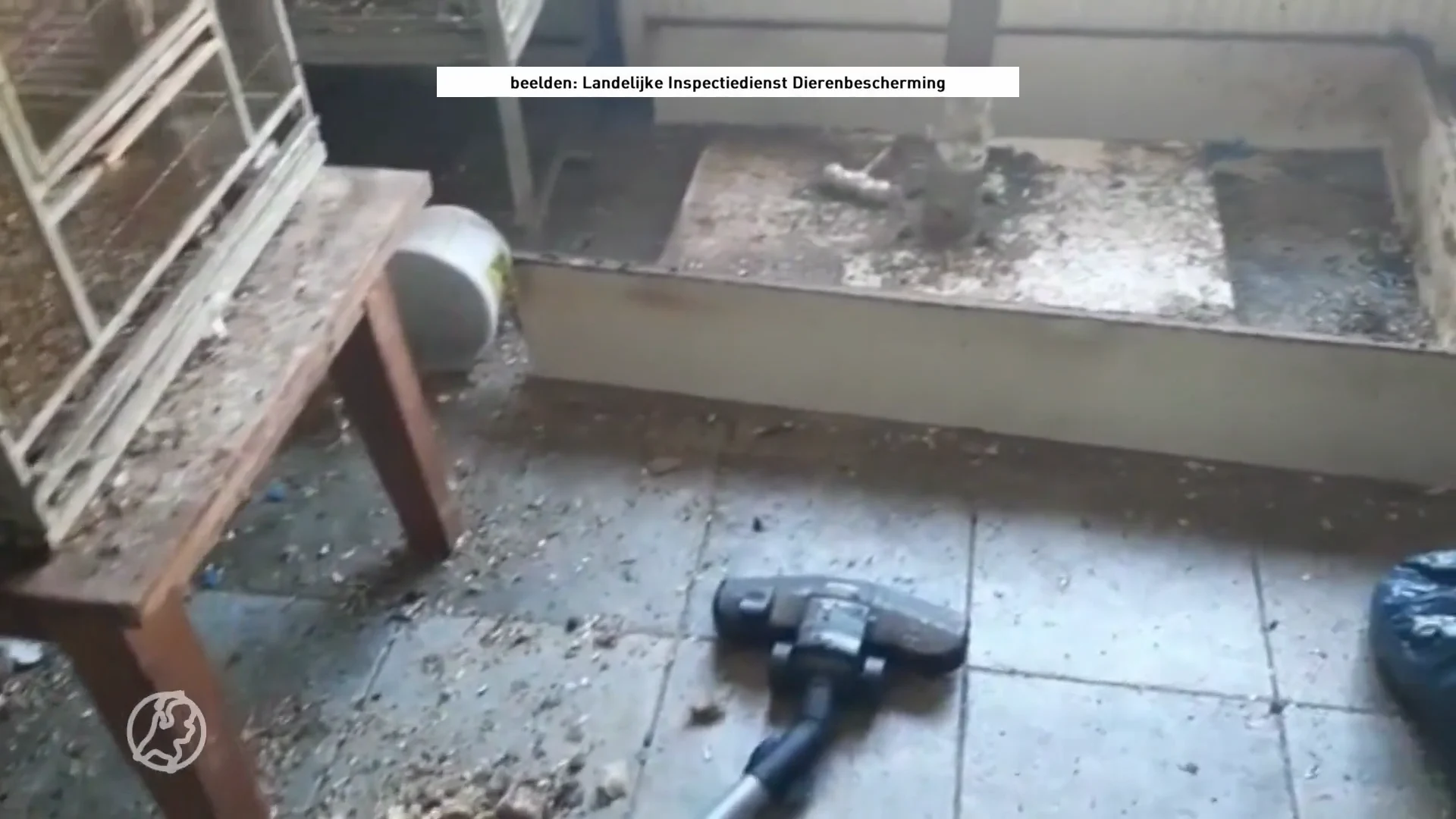 Hele woning in Dordrecht ondergepoept door papegaaien: 'muffe rottingslucht'