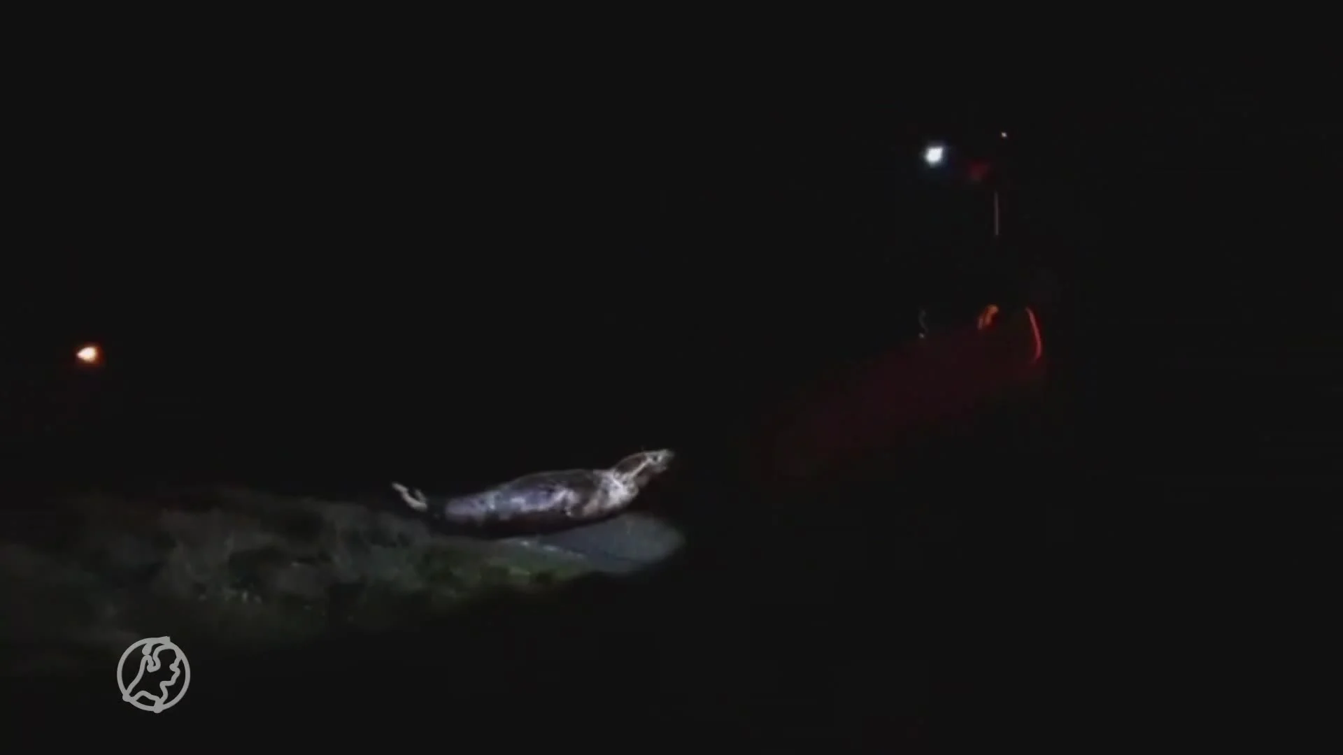 Zeehond gaat uit zijn bolletje tegen politie