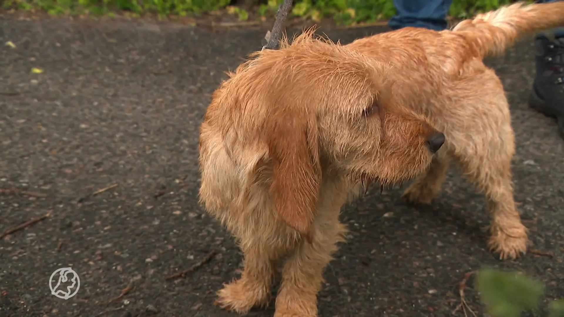 Oproep om honden aan te lijnen in de natuur
