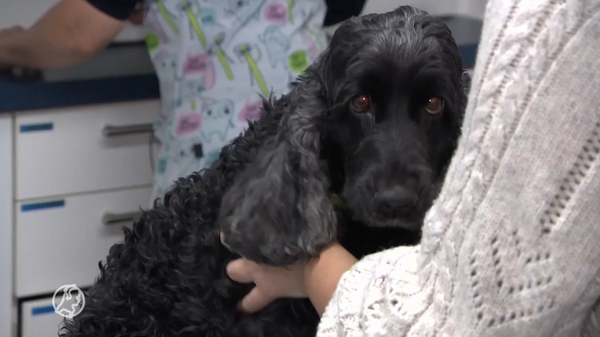 Vrees voor uitbraak rabiës door Oekraïense huisdieren, gratis prik moet dit voorkomen