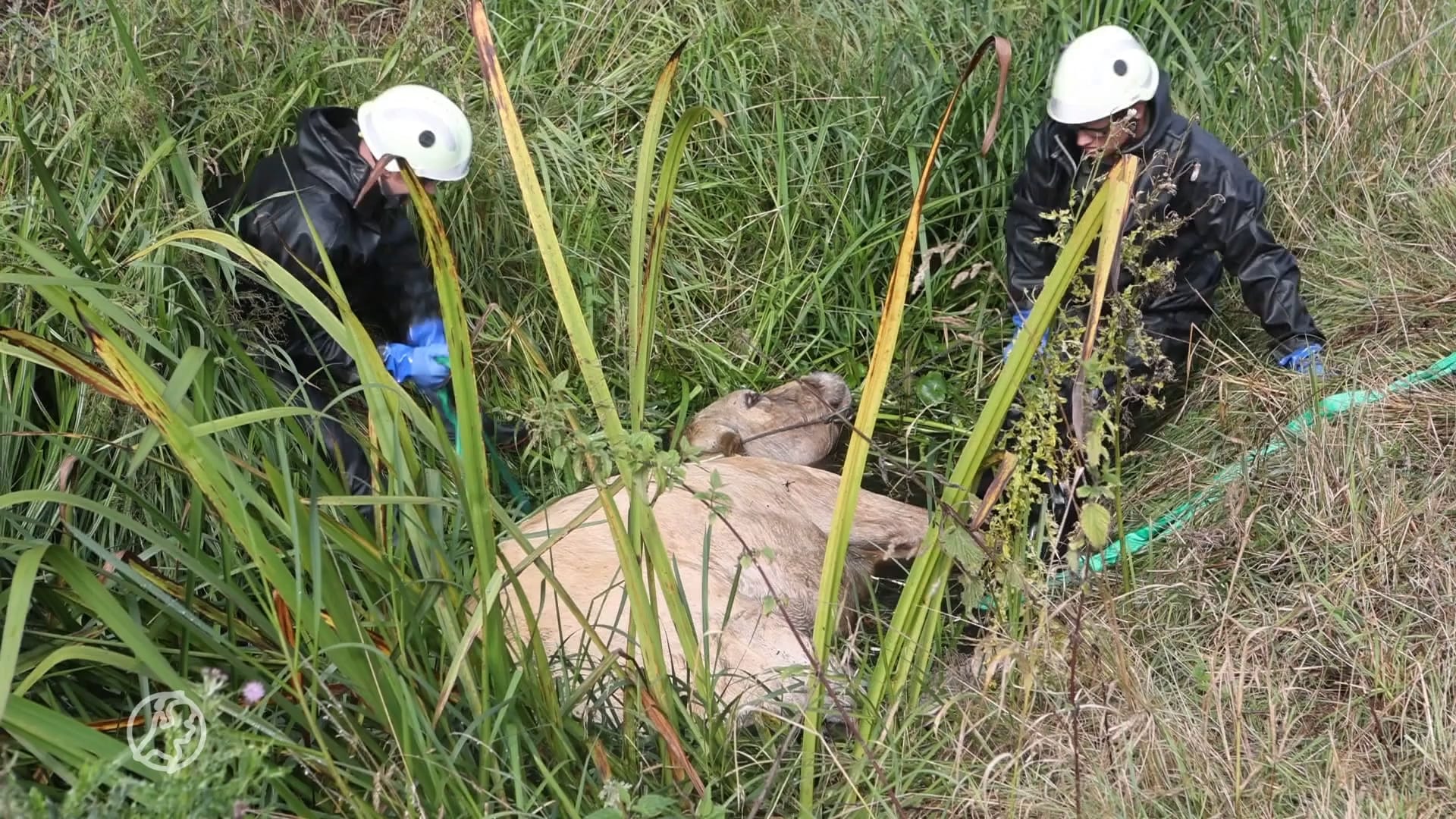 Koe valt in sloot, brandweer schiet te hulp