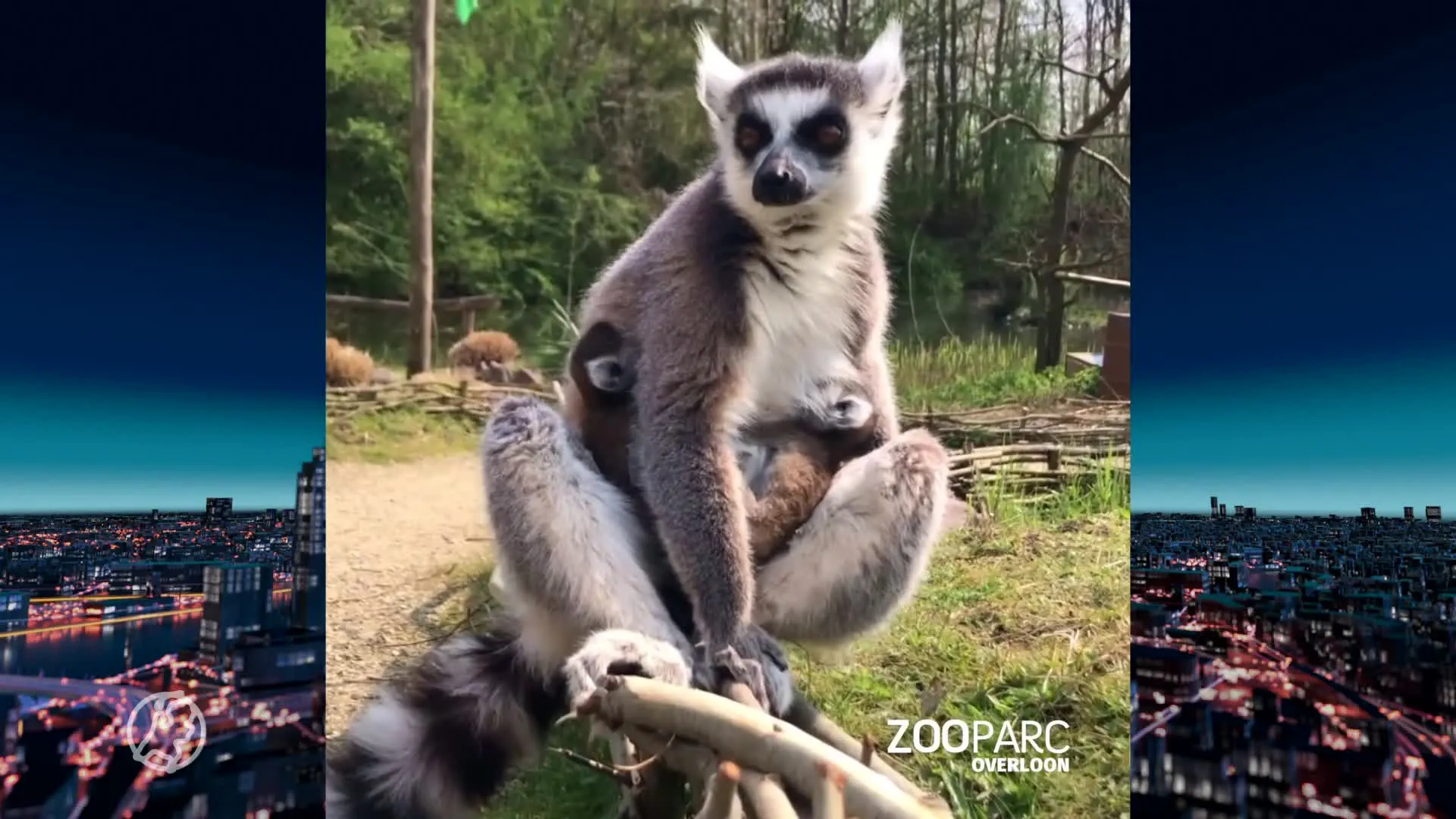 Heuse geboortegolf in dierentuin ZooParc